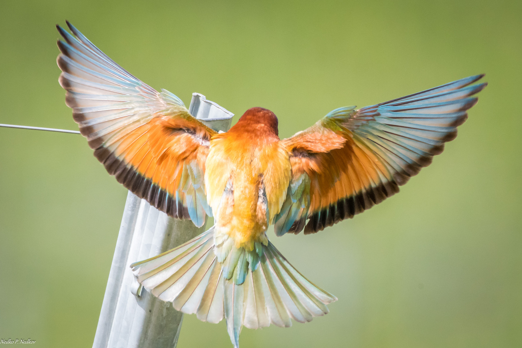 Nikon AF-S Nikkor 600mm F4E FL ED VR sample photo. Landing bee-eater photography
