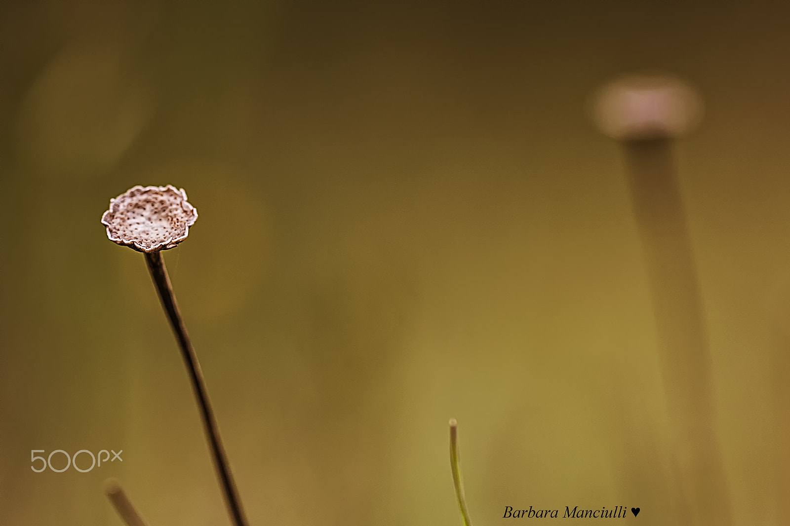 Sigma 150mm F2.8 EX DG OS Macro HSM sample photo. Minimalismo in natura photography