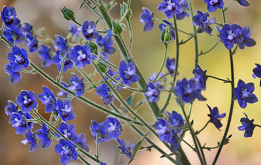 Sigma 70-300mm F4-5.6 APO Macro Super II sample photo. Les fleurs des champs - 50 photography