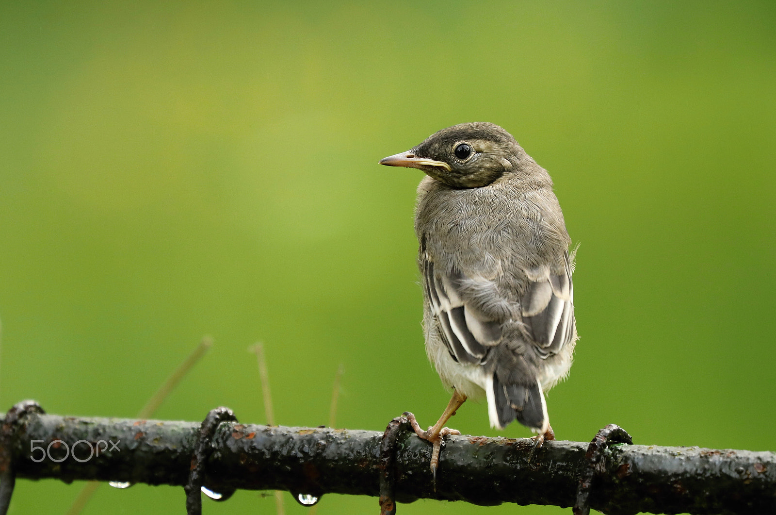 Canon EF 70-300mm F4-5.6L IS USM sample photo. Young photography
