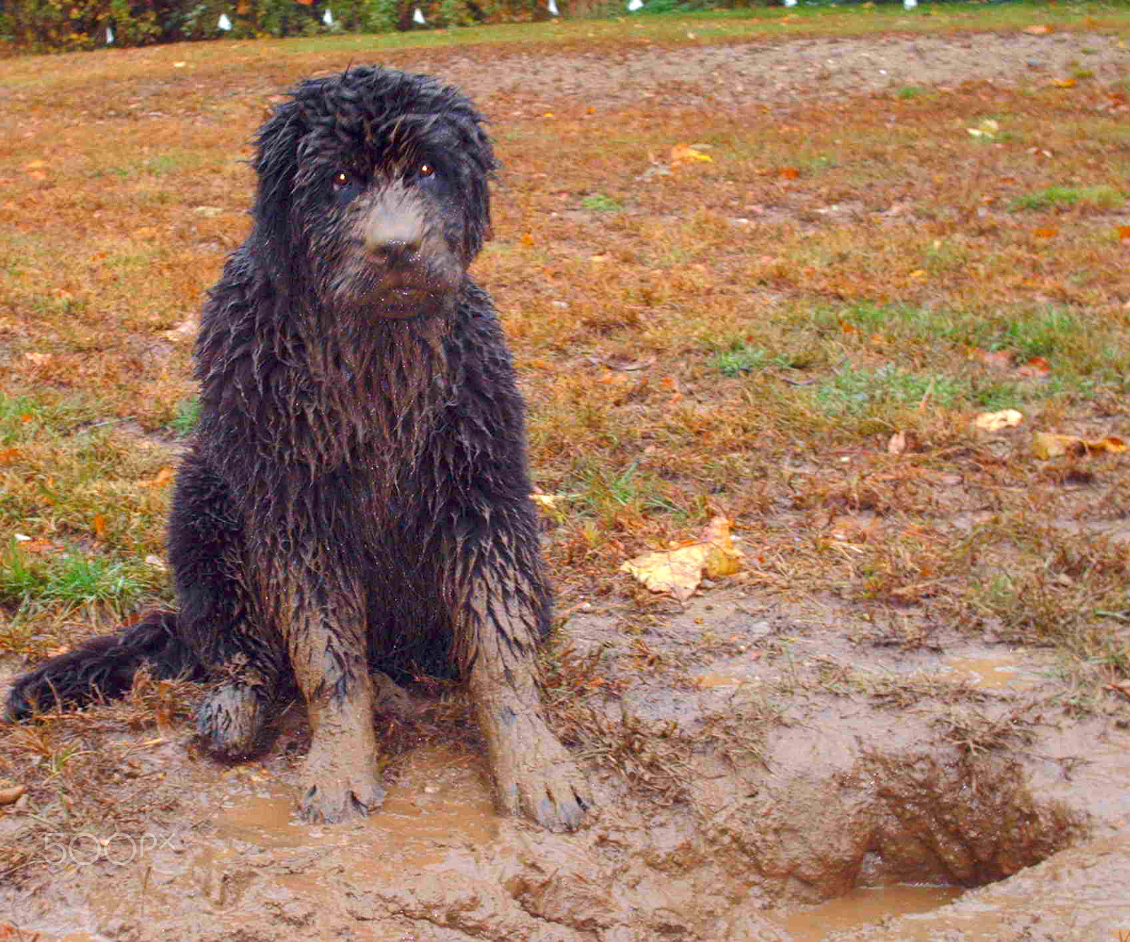 HP PHOTOSMART E327 sample photo. Bad pup! photography