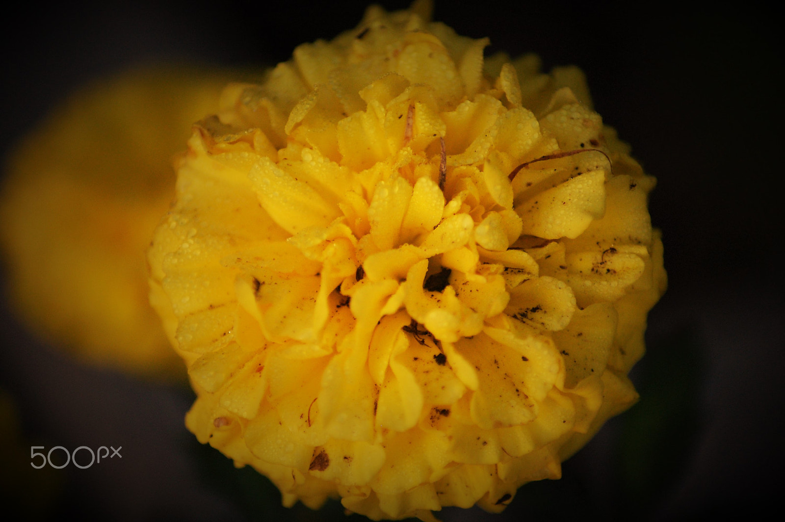 Nikon D40 sample photo. Marigolds_of_ms photography