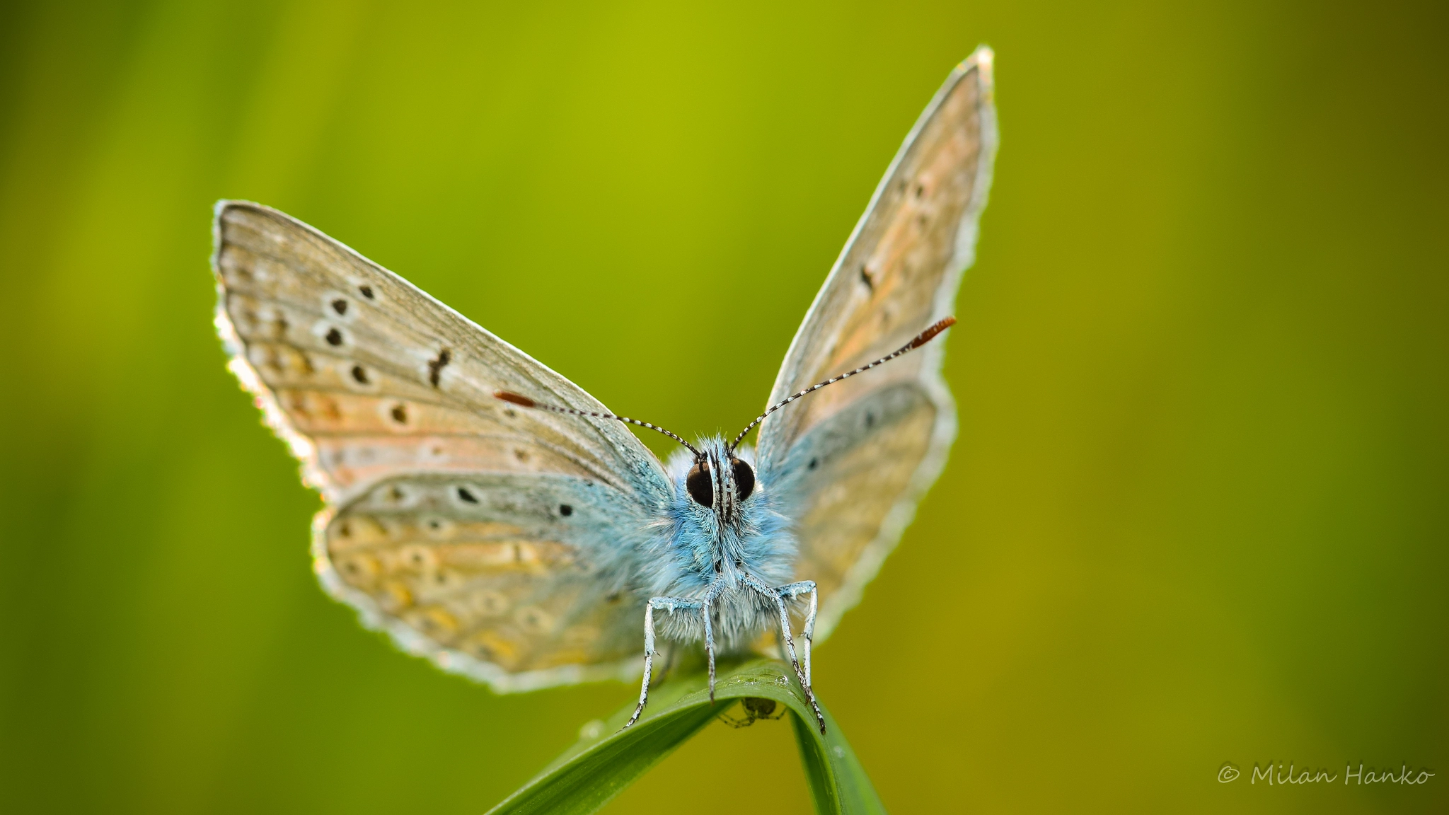Nikon AF-S Micro-Nikkor 105mm F2.8G IF-ED VR sample photo. Polyommatus icarus photography