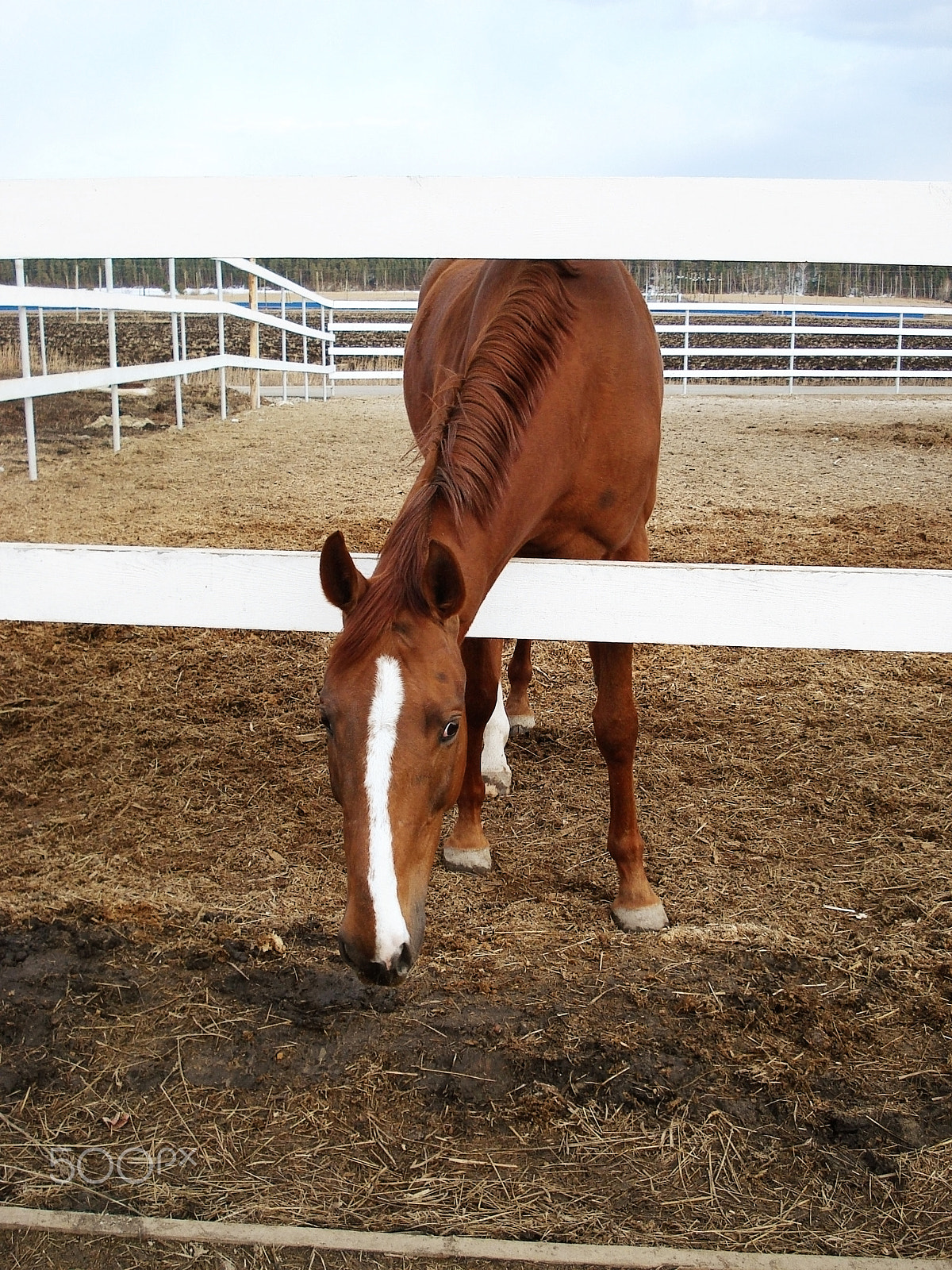 Sony DSC-W70 sample photo. Portrait of a horse walking in paddock of horse club photography