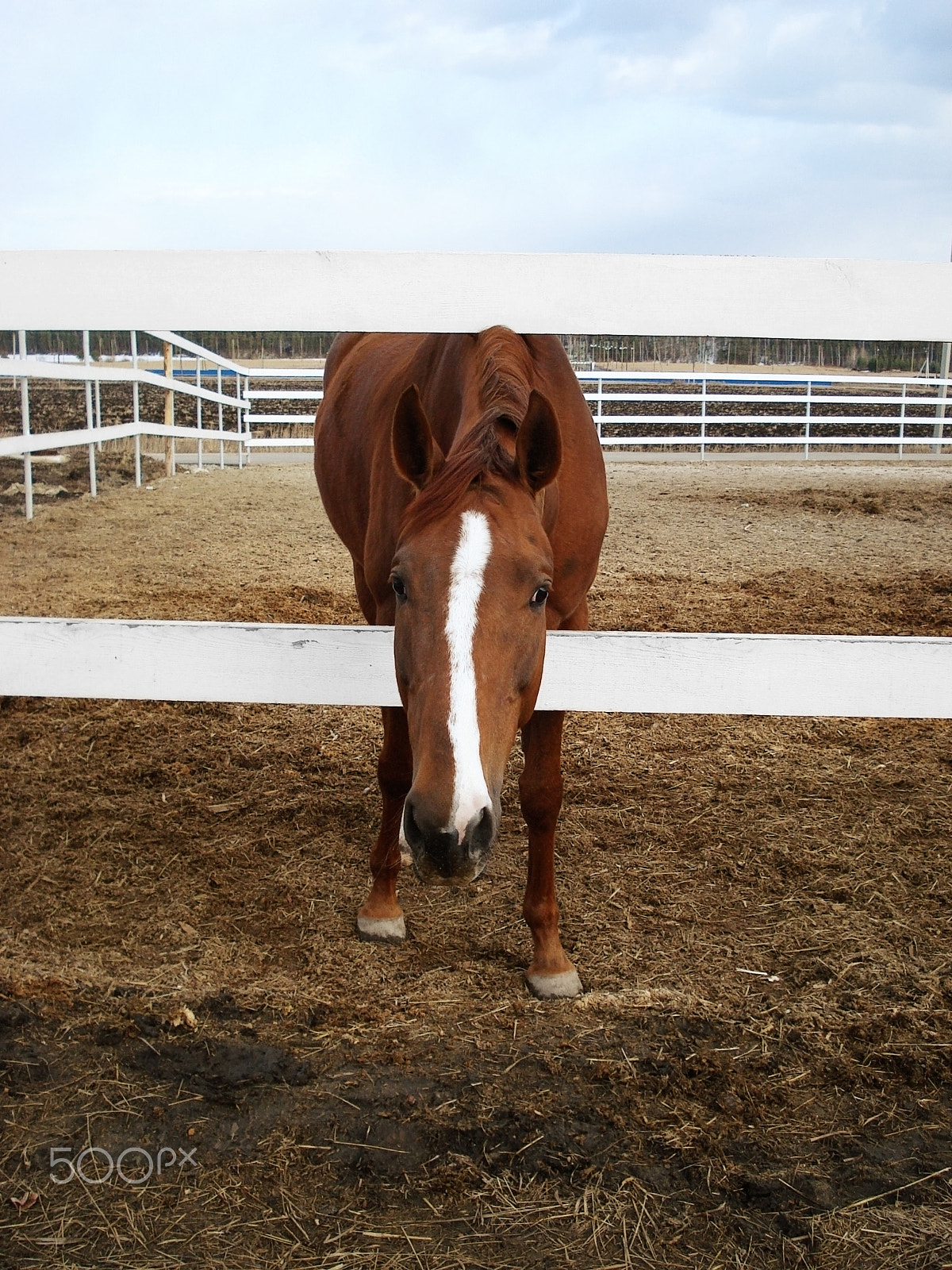 Sony DSC-W70 sample photo. Portrait of a horse walking in paddock of horse club photography