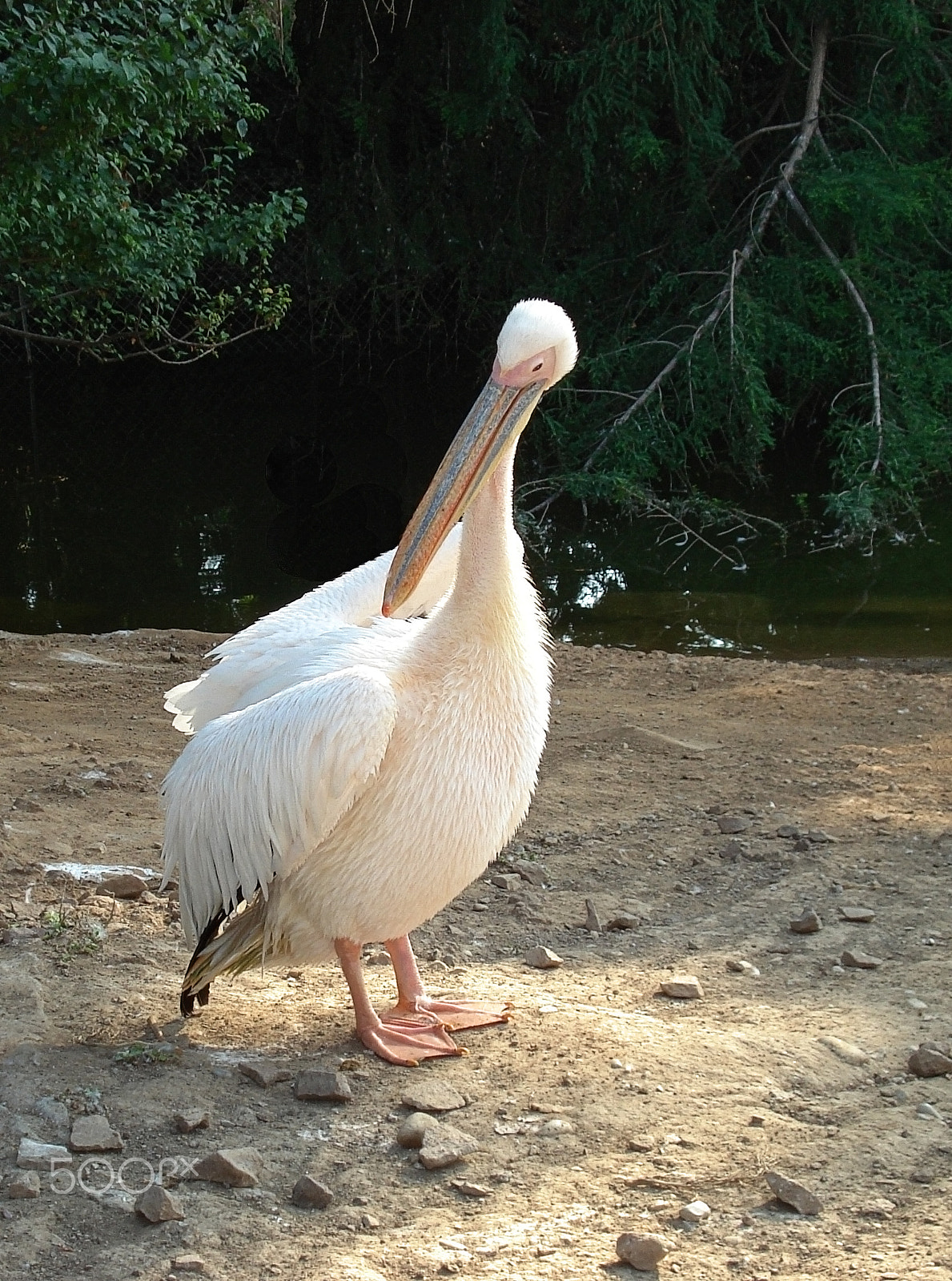 Sony DSC-W70 sample photo. Pelicans is a genus of birds, which includes 8 types. pelicans are widespread in moderate and... photography