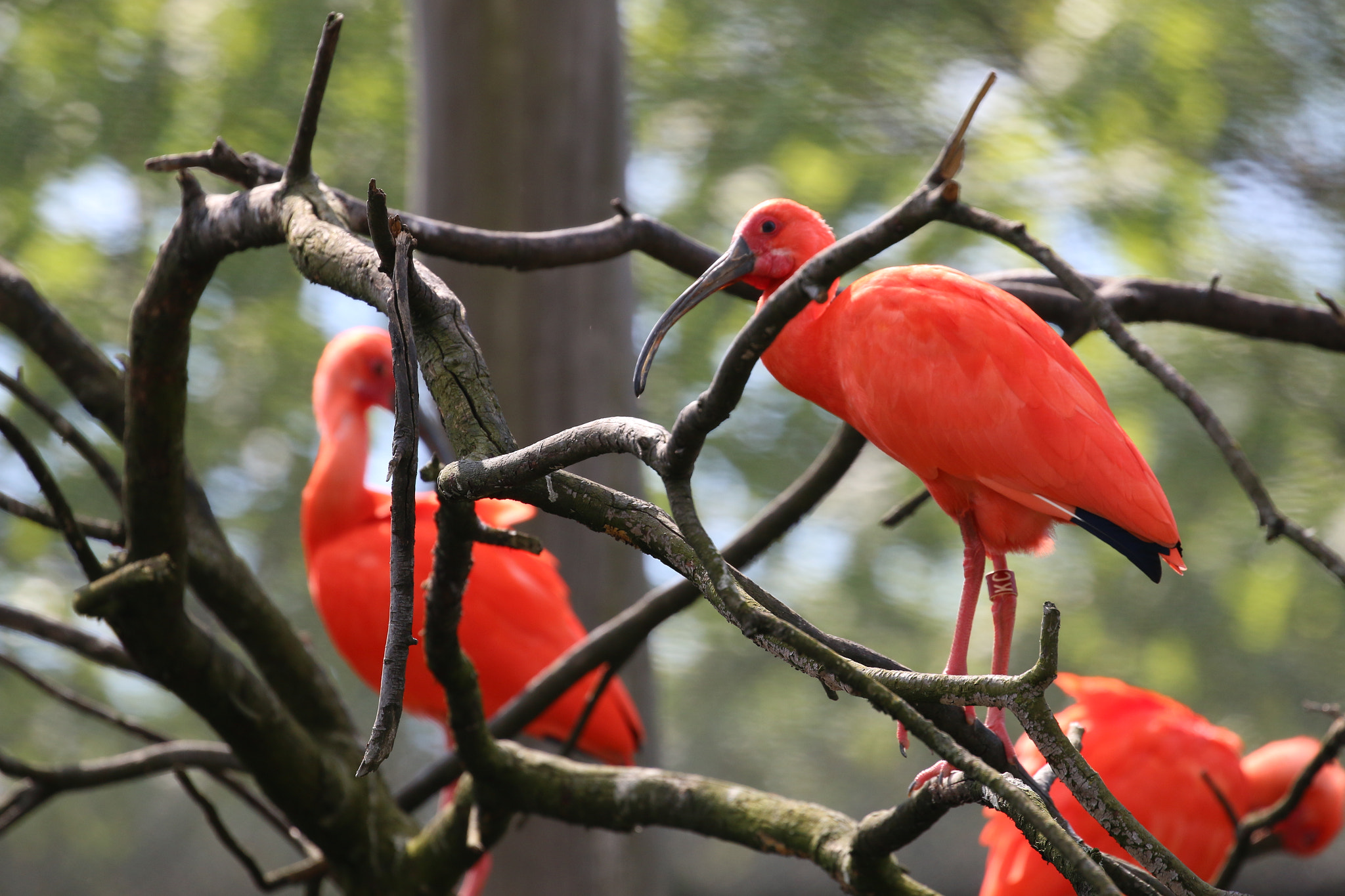 Canon EF 100-400mm F4.5-5.6L IS II USM sample photo. Summer in zoo photography