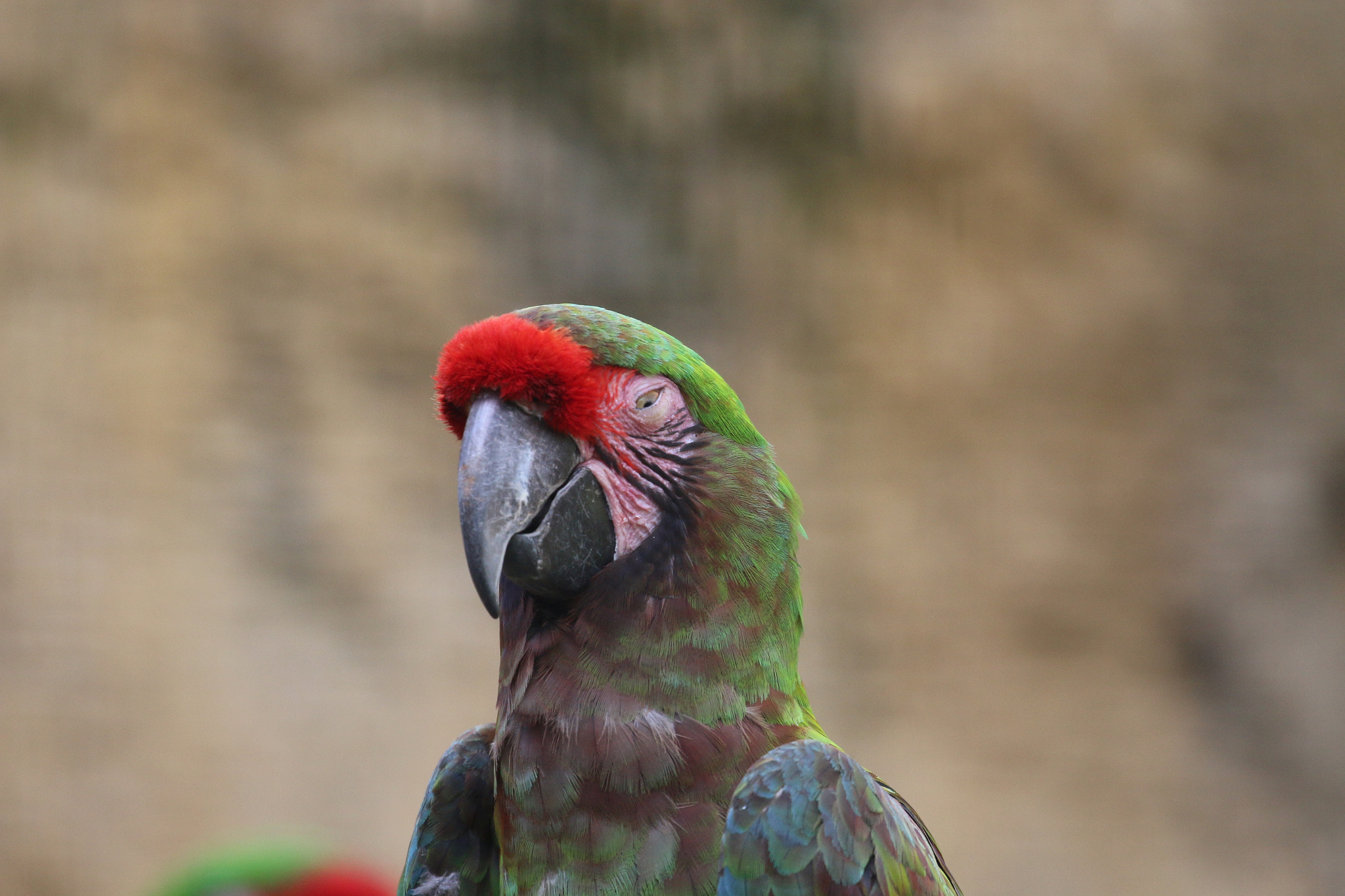 Canon EF 100-400mm F4.5-5.6L IS II USM sample photo. Ara photography