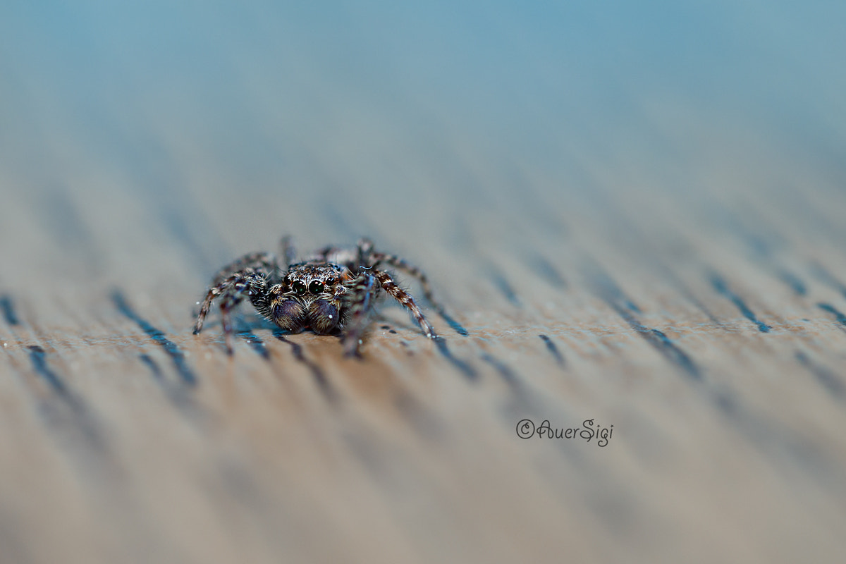 Sigma 105mm F2.8 EX DG OS HSM sample photo. Blumen uund springspinne photography
