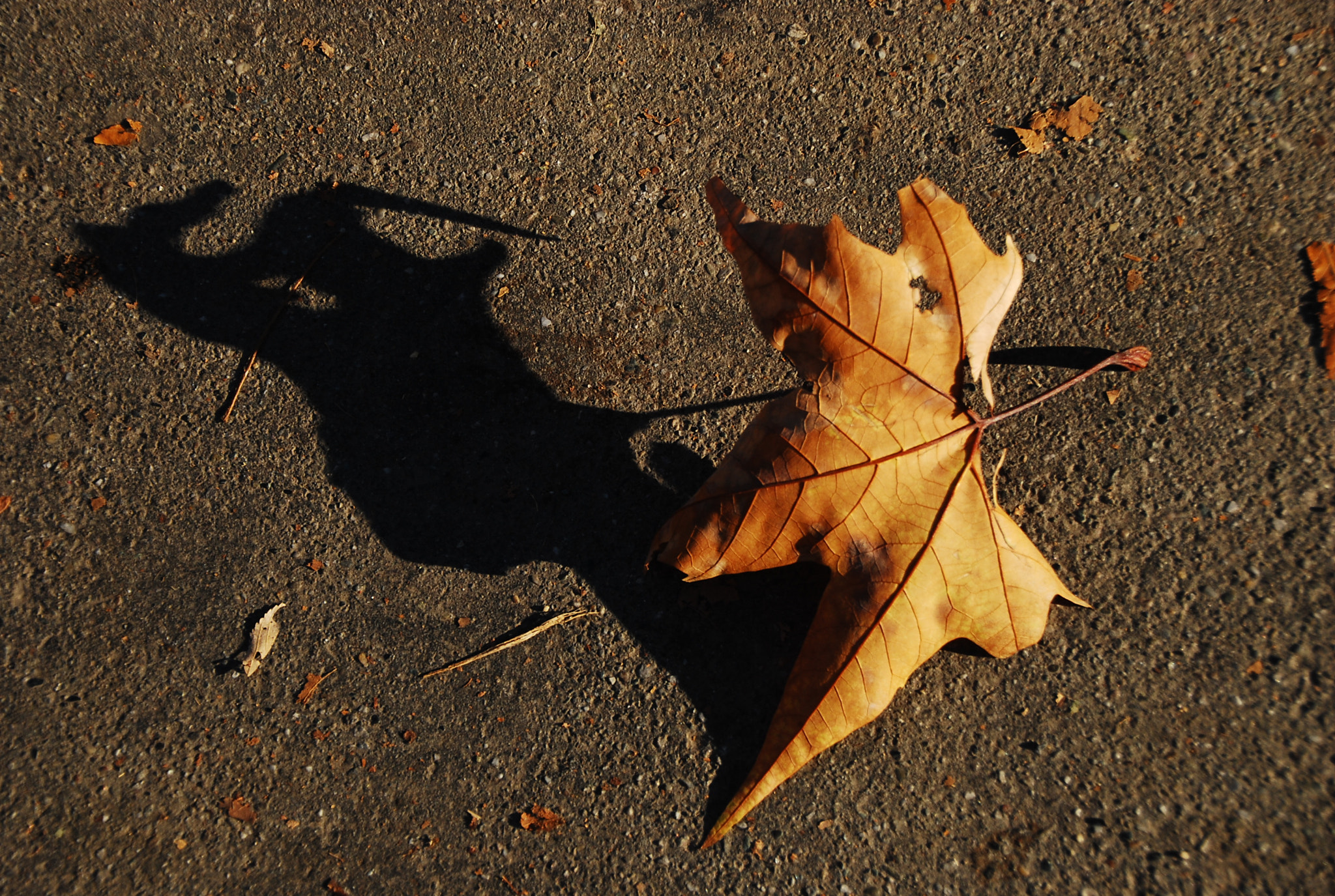 Nikon D80 sample photo. The last leave photography