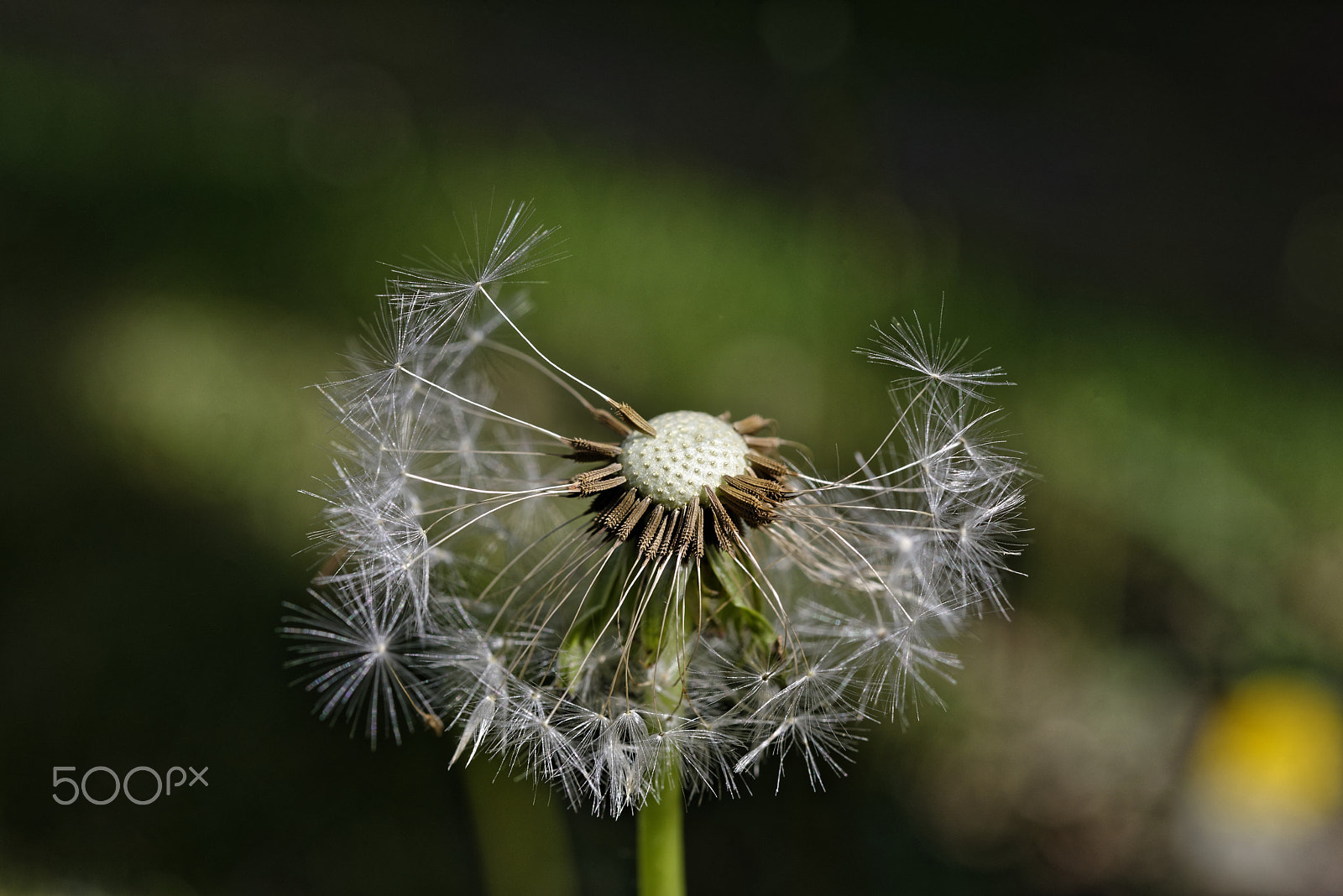 Nikon AF-S Micro-Nikkor 60mm F2.8G ED sample photo. Dandelion photography