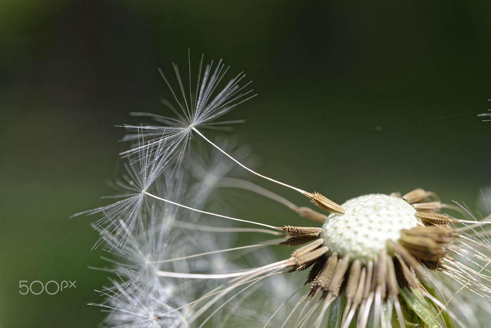 Nikon AF-S Micro-Nikkor 60mm F2.8G ED sample photo. Dandelion close-up photography