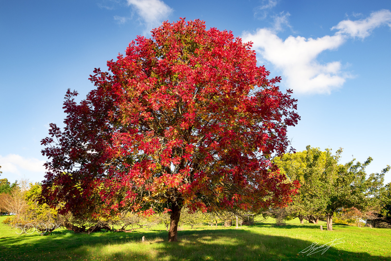 Nikon D810 + Sigma 18-250mm F3.5-6.3 DC OS HSM sample photo. Balingup flame red tree photography