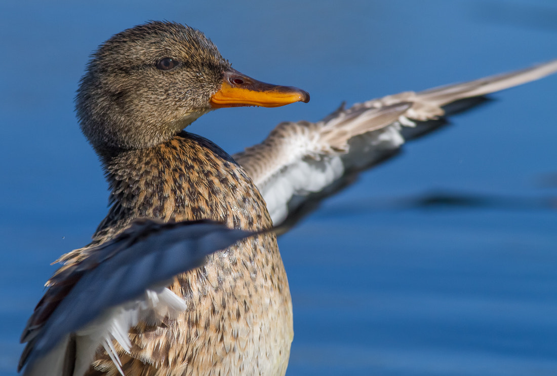 Canon EOS 7D + Canon EF 400mm F5.6L USM sample photo. Gadwall photography