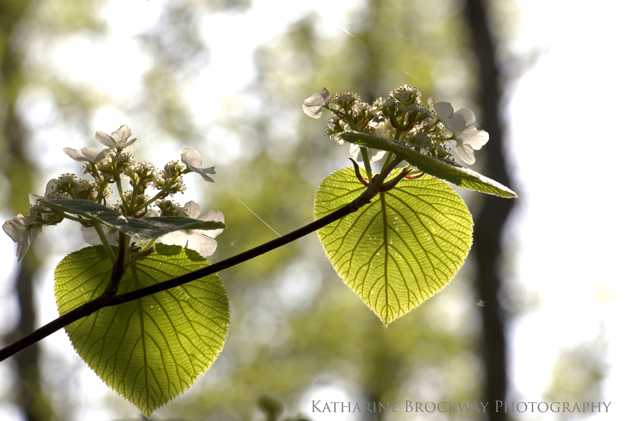 Canon EOS M sample photo. Two flowering hearts photography