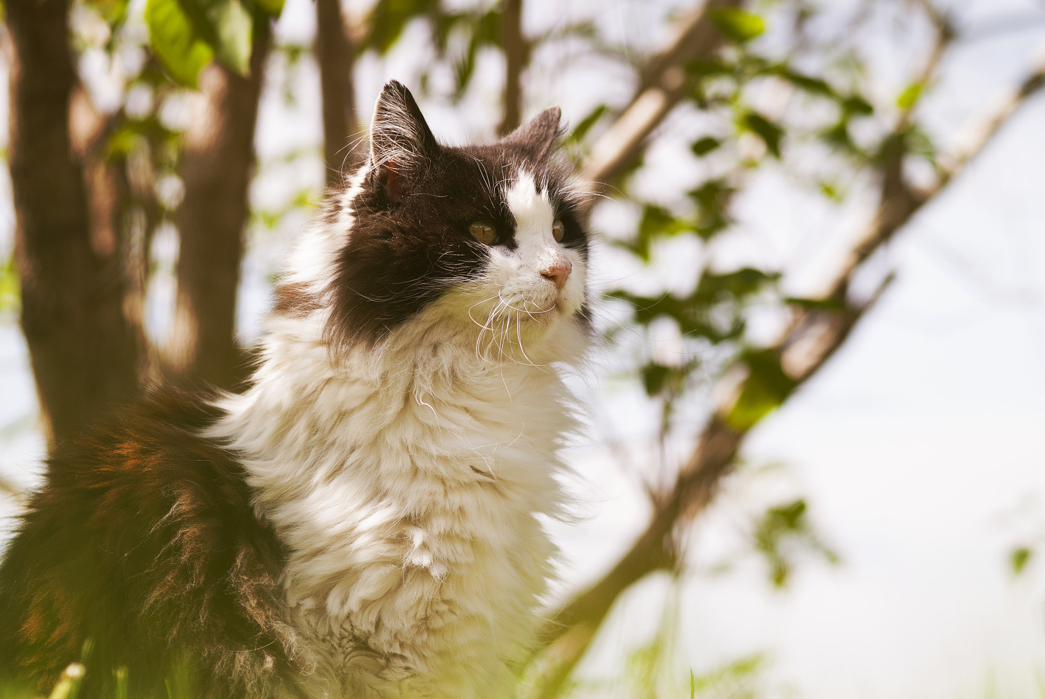 Nikon D60 sample photo. Gudmund photography