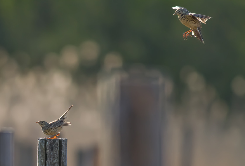Canon EOS 7D + Canon EF 400mm F5.6L USM sample photo. Meadow pipits photography