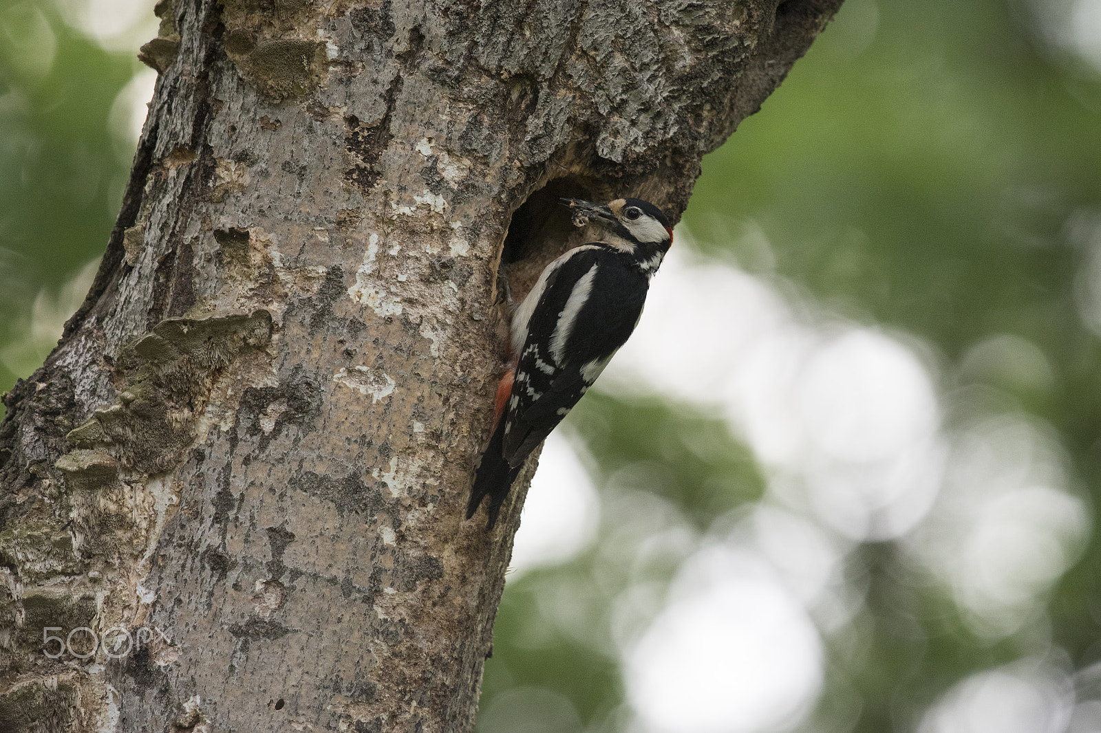 Nikon D750 + Sigma 500mm F4.5 EX DG HSM sample photo. Picchio rosso maggiore photography