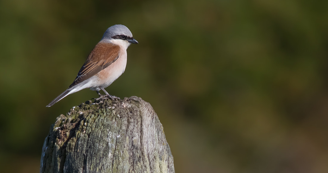 Canon EOS 7D + Canon EF 400mm F5.6L USM sample photo. Red-backed shrike photography