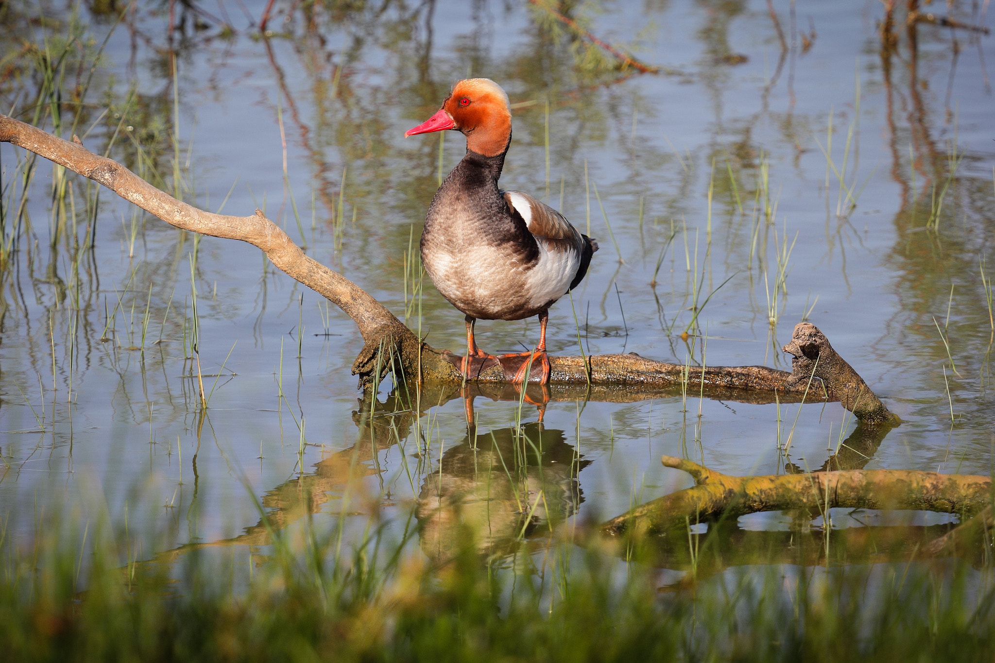 Canon EF 70-200mm F4L IS USM sample photo. Pato colorado colorao photography