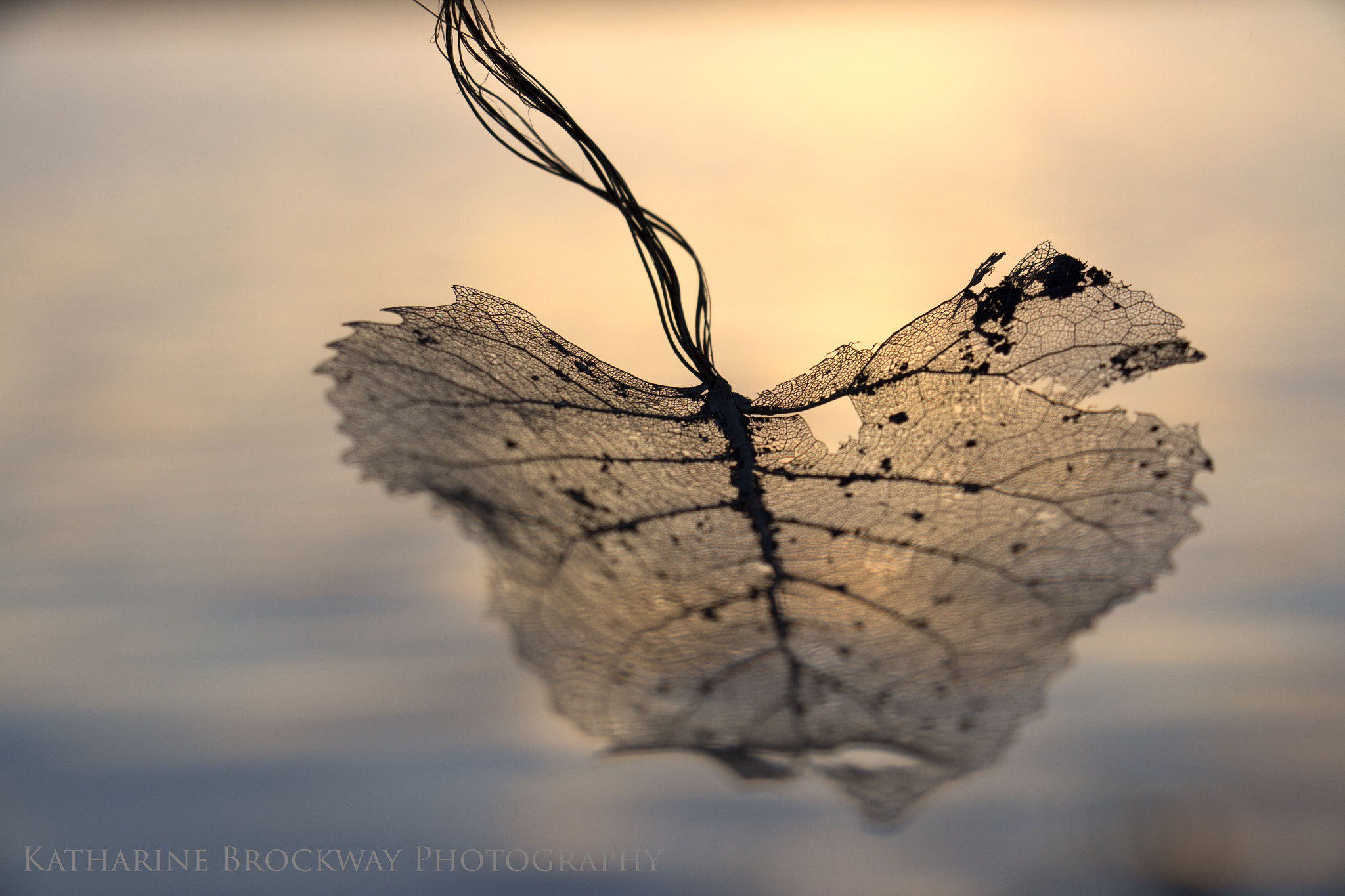 Canon EOS M sample photo. Ethereal leaf photography