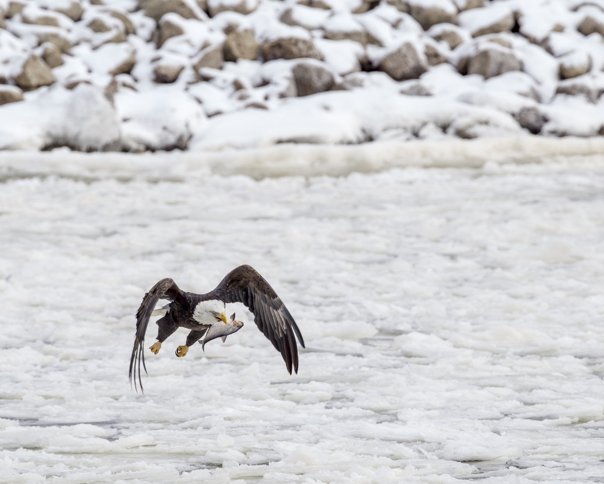 Canon EF 300mm F2.8L IS II USM sample photo. Ice fishing photography