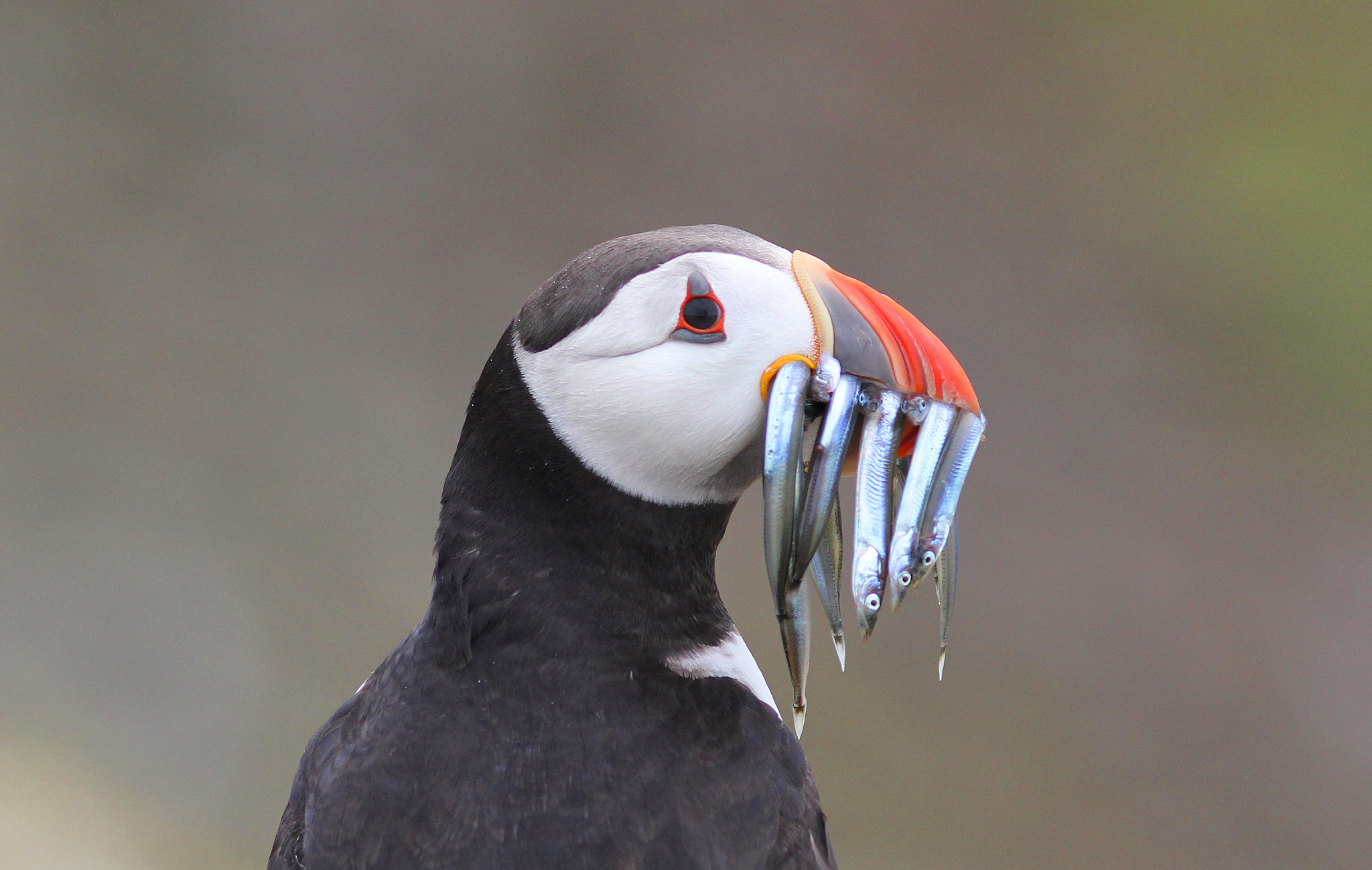 Canon EF 300mm F4L IS USM sample photo. Puffin photography