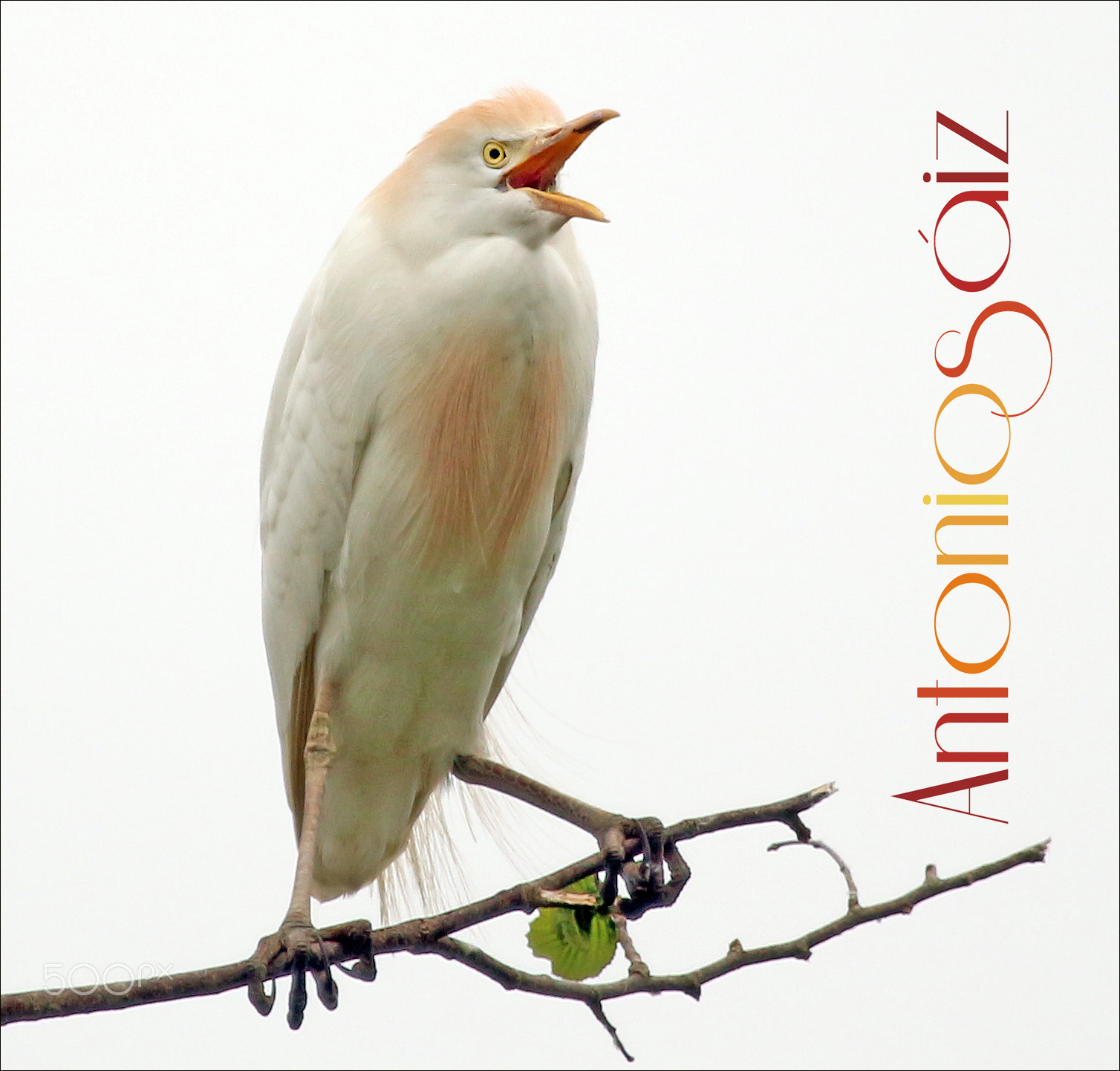 Canon EF 100-400mm F4.5-5.6L IS USM sample photo. Garza photography