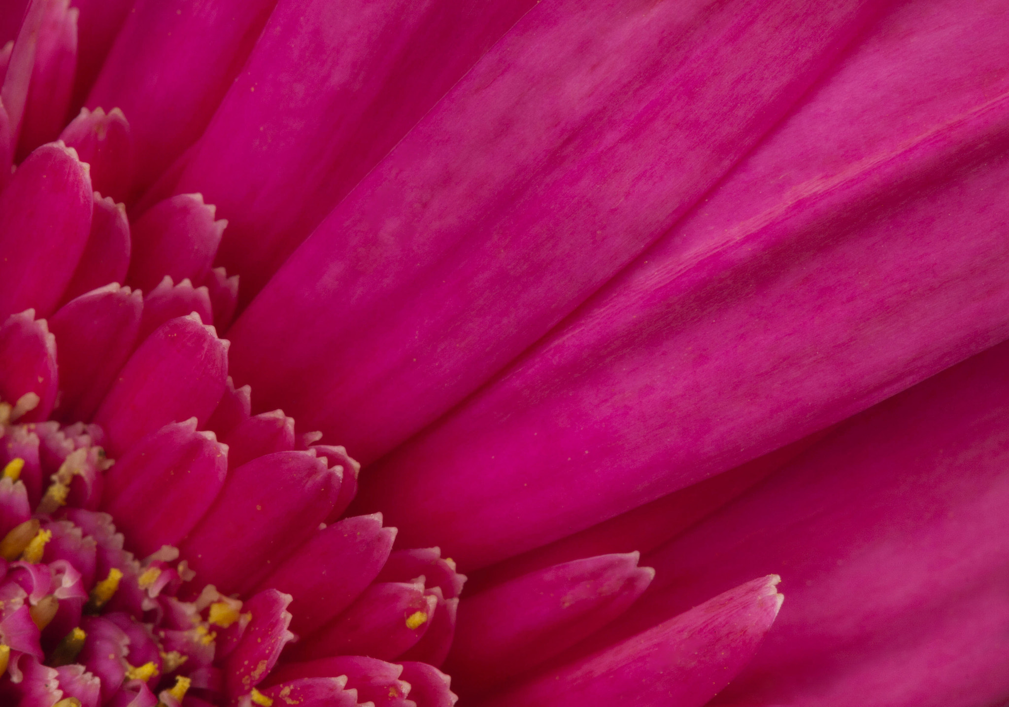 Canon EOS 30D sample photo. Flowers 4 photography