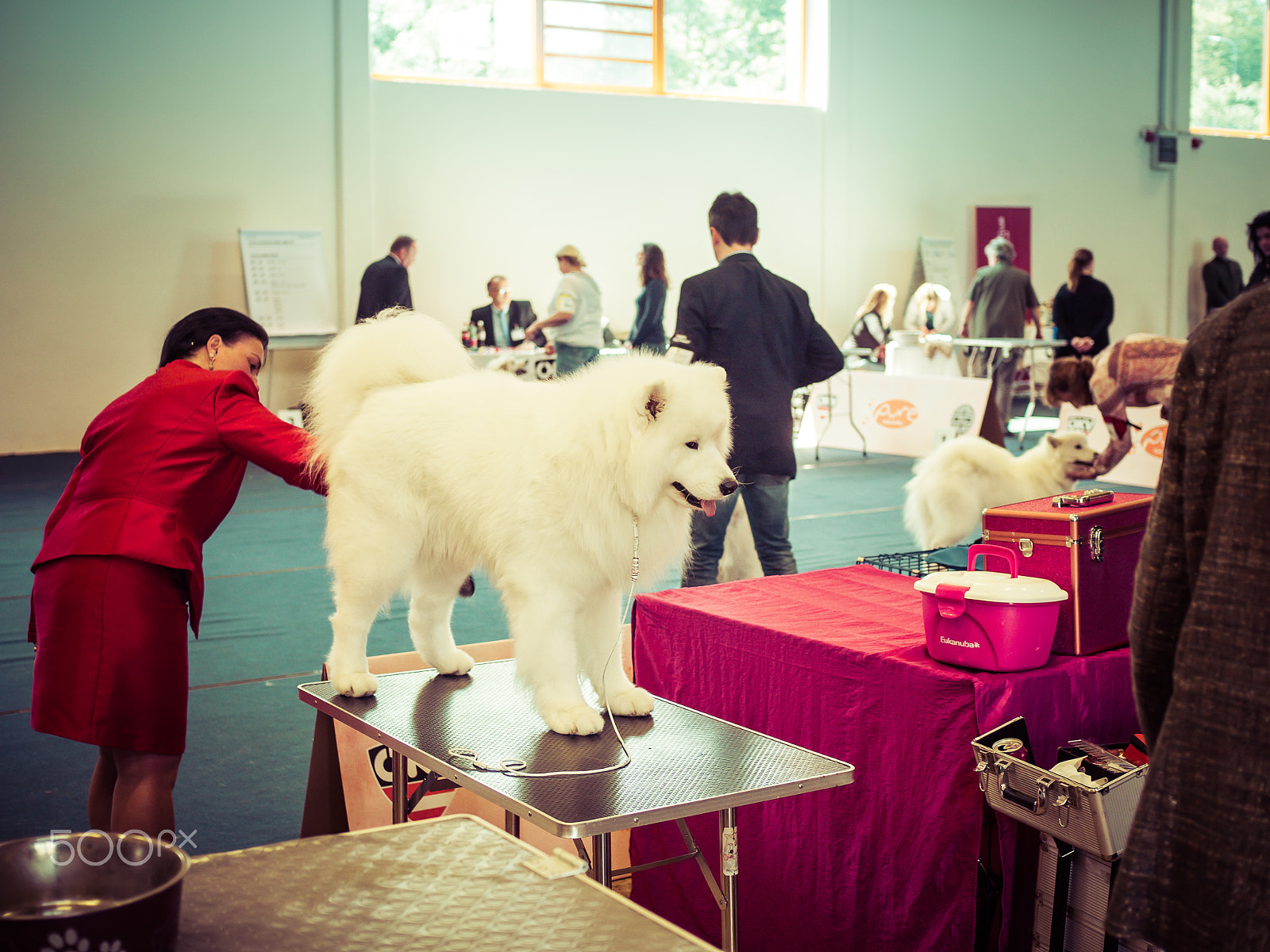 Olympus OM-D E-M10 II + Olympus M.Zuiko Digital 25mm F1.8 sample photo. Dog preparing for show photography