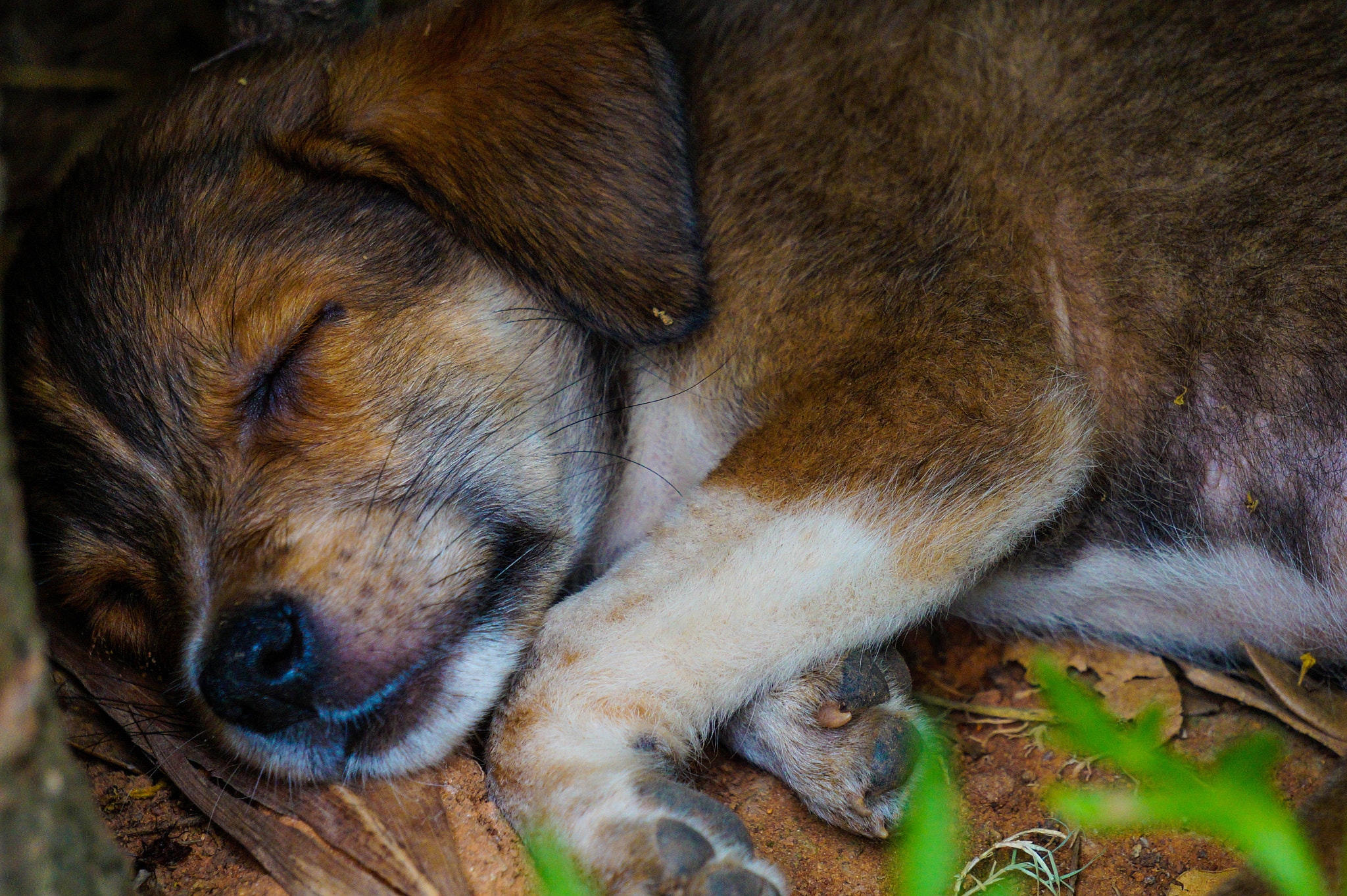 Sony Alpha a3500 sample photo. Afternoon nap photography