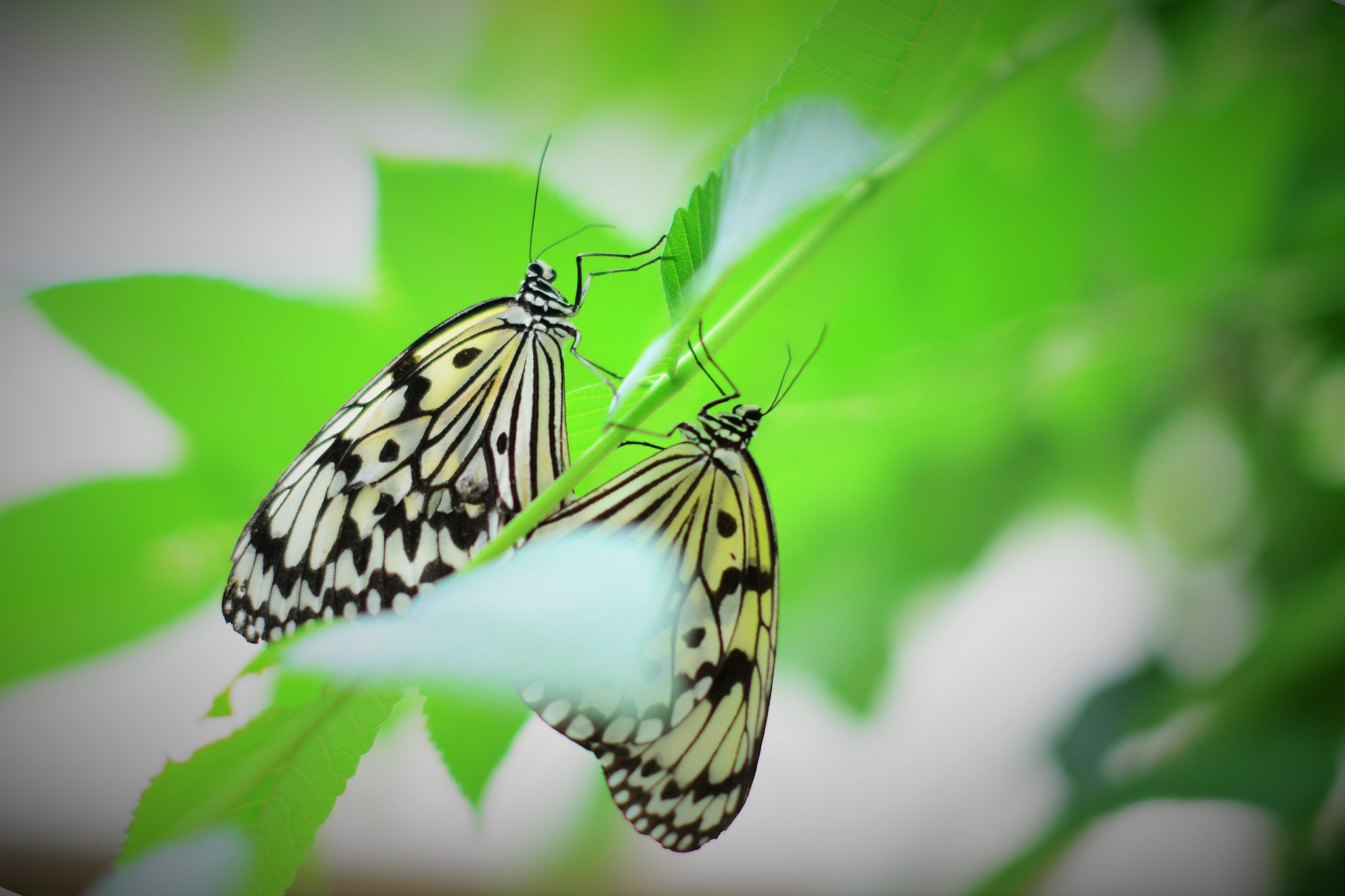 Nikon D610 + Sigma 50mm F1.4 EX DG HSM sample photo. Butterflies in love photography