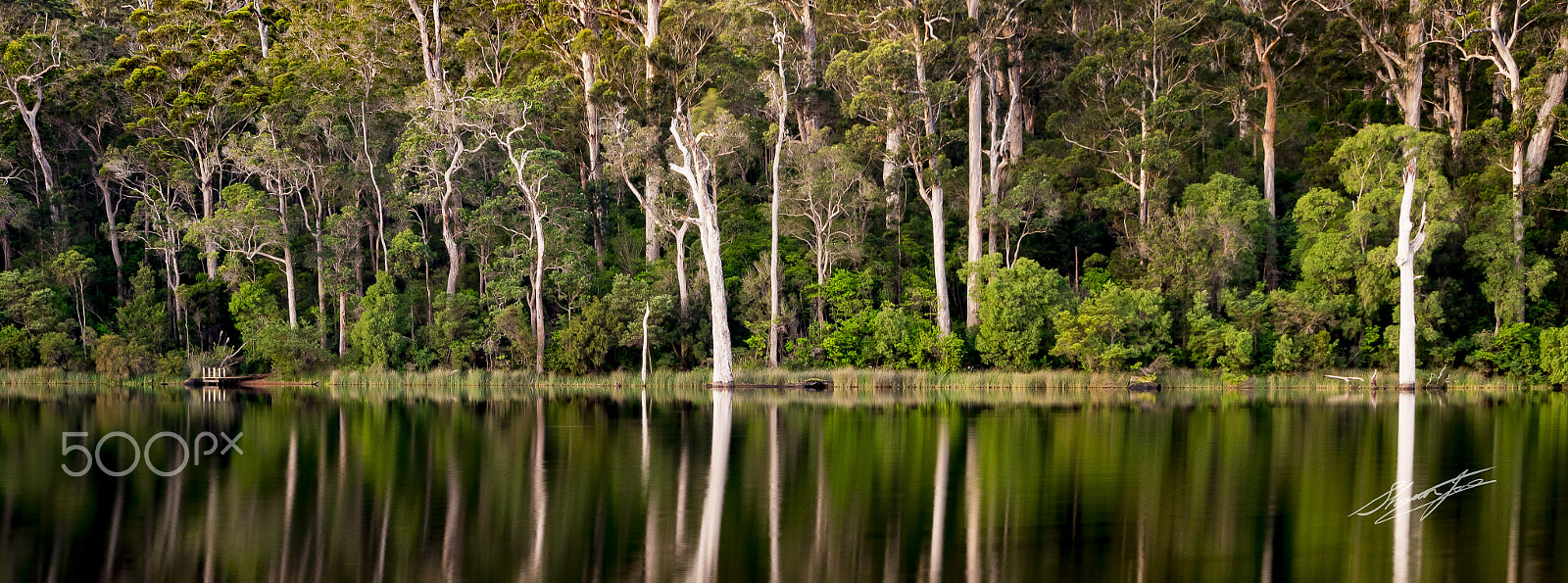 Nikon D810 + Sigma 18-250mm F3.5-6.3 DC OS HSM sample photo. Frogs leap jetty karri valley resort pemberton photography