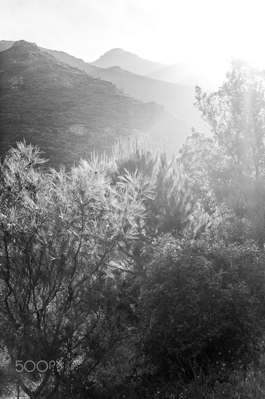 Tele-Elmarit-M 90mm f/2.8 (II) sample photo. Corsica sunset photography