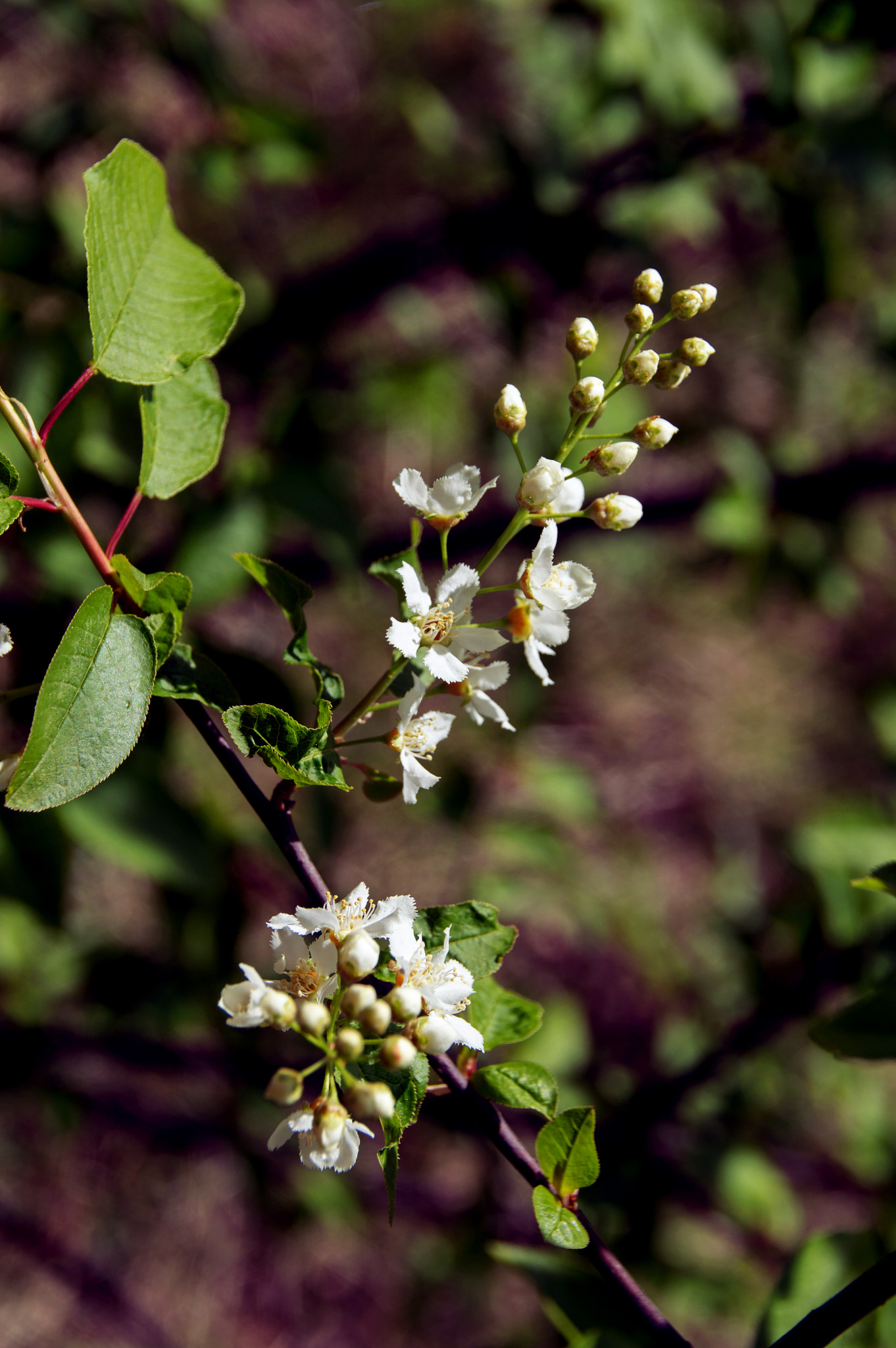 Sigma 18-200mm F3.5-6.3 II DC OS HSM sample photo. Mayday tree photography