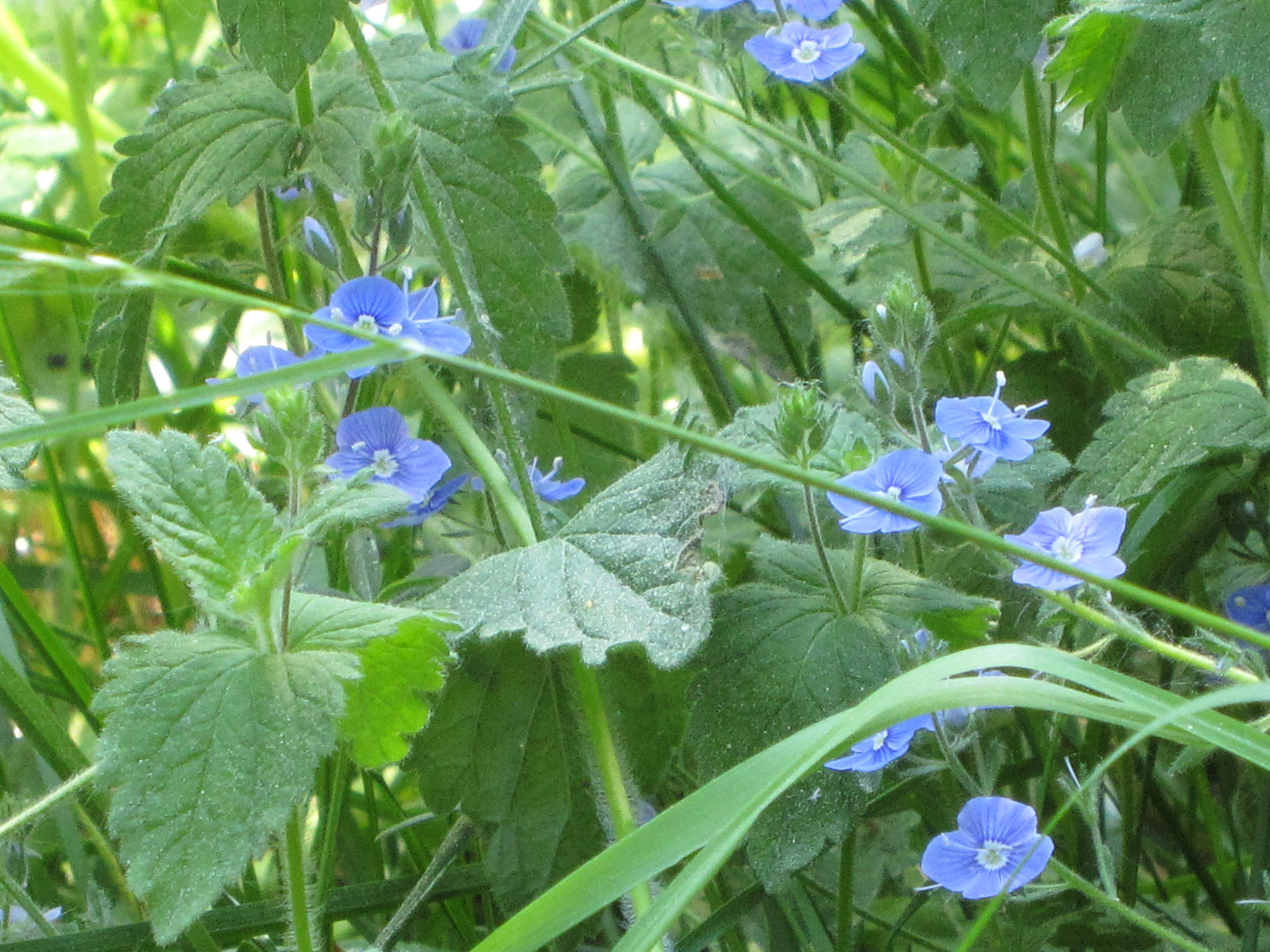 Canon PowerShot SD960 IS (Digital IXUS 110 IS / IXY Digital 510 IS) sample photo. Summer photography