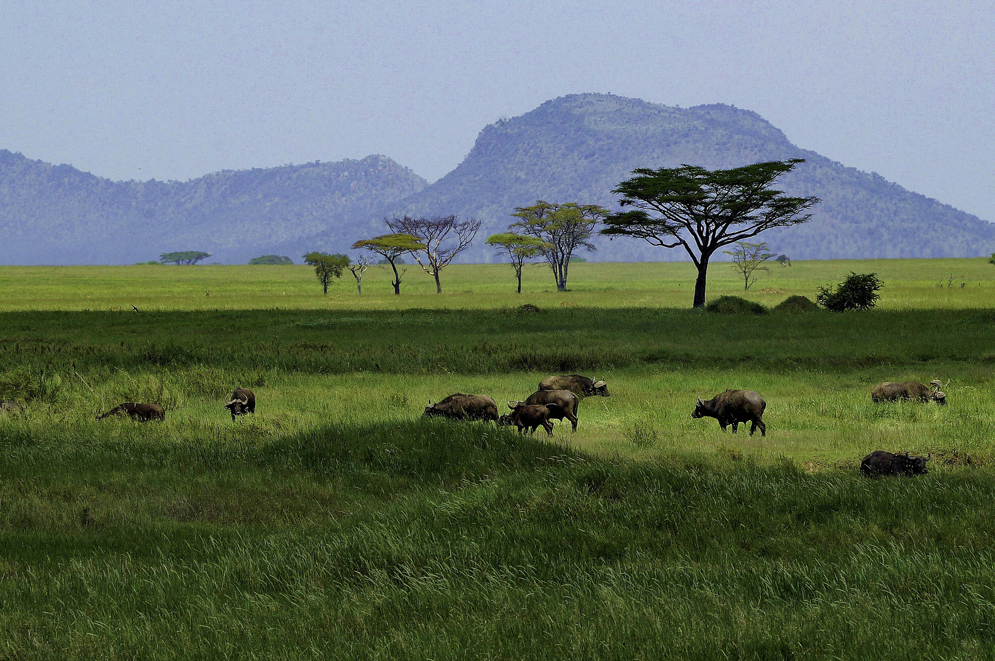 Sony Alpha NEX-3N + Sony E 55-210mm F4.5-6.3 OSS sample photo. Serengeti landscape photography