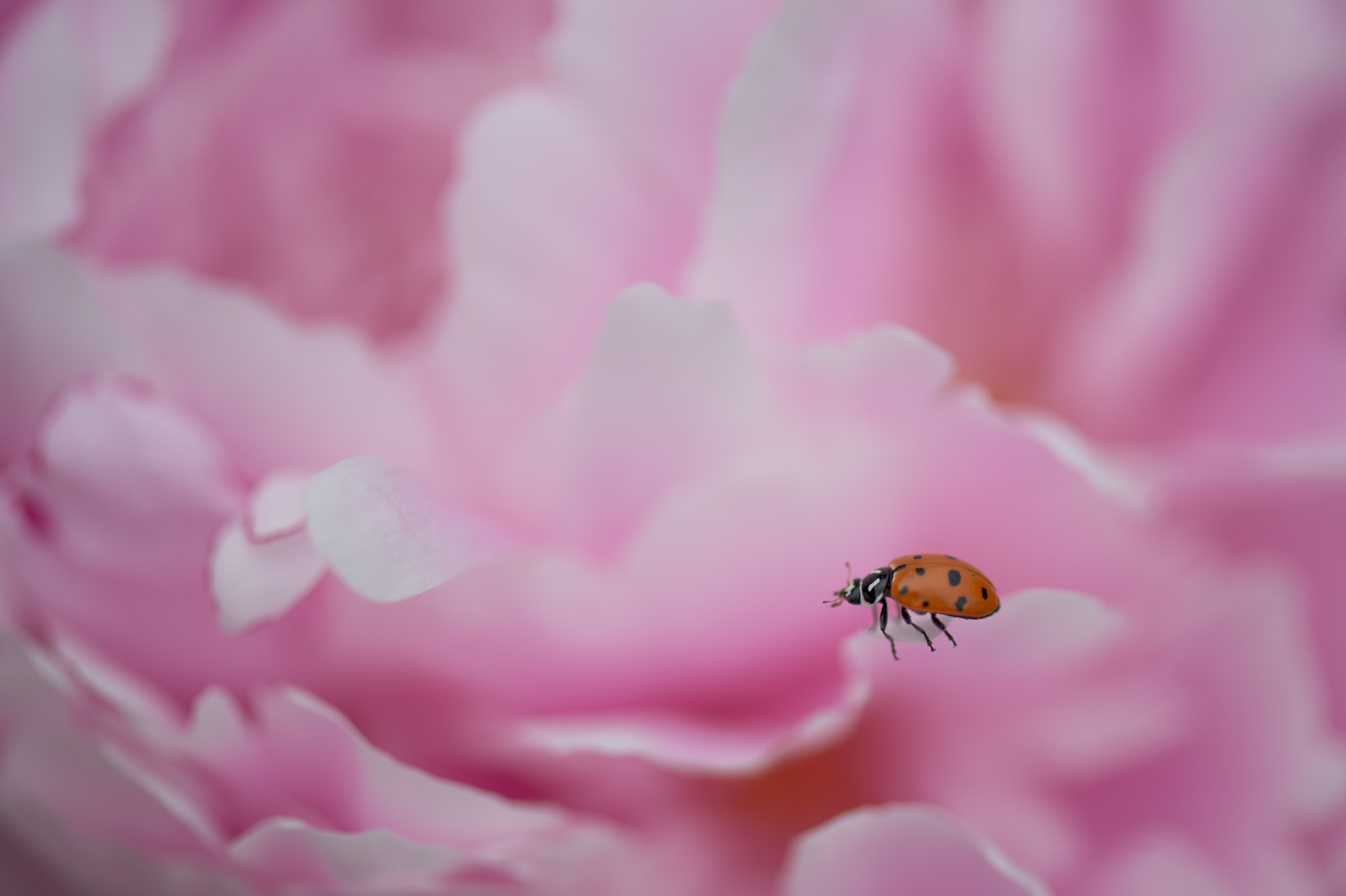 Nikon Df sample photo. Lady bug on peony photography