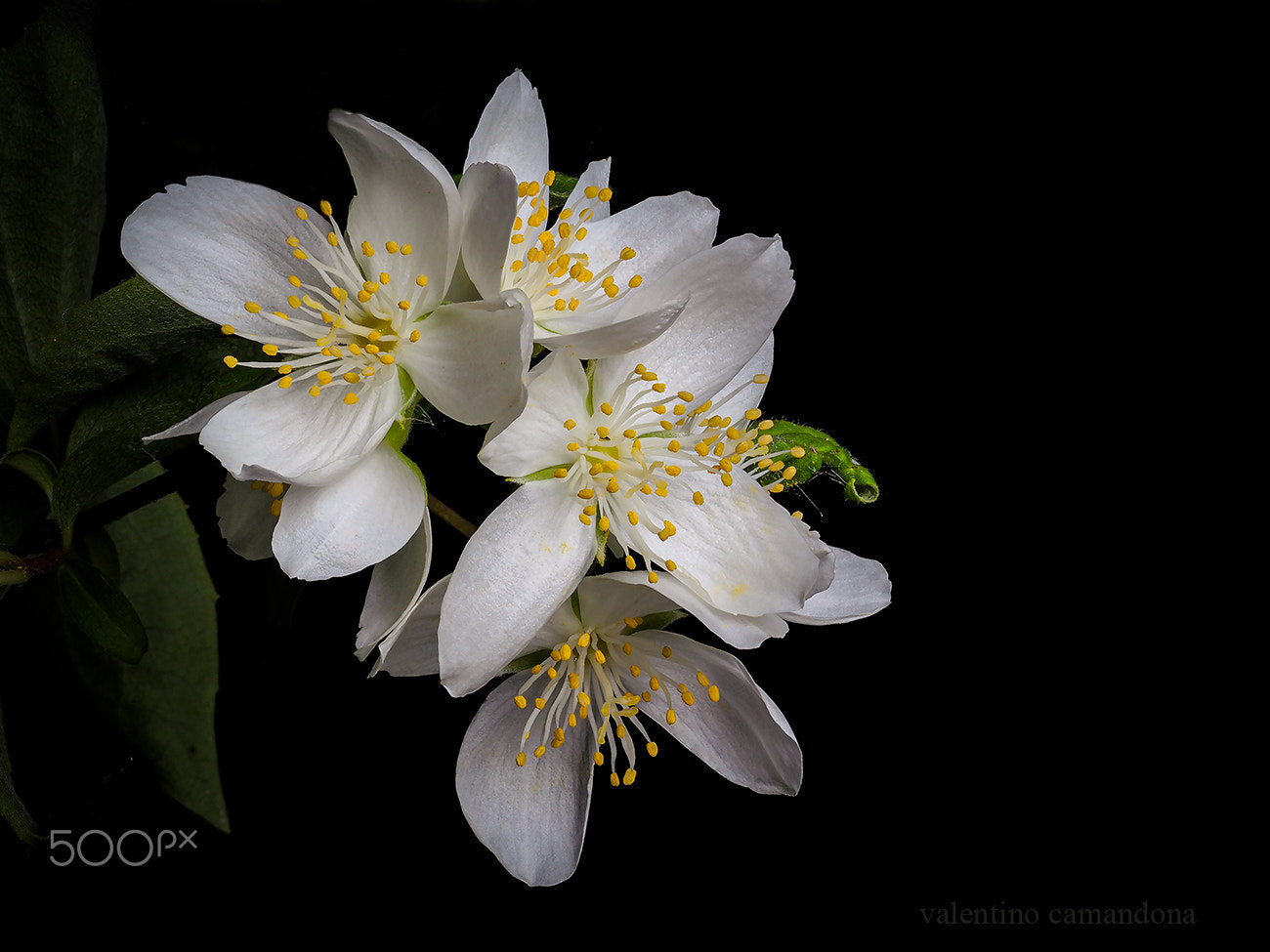 Olympus PEN-F + Olympus M.Zuiko Digital ED 60mm F2.8 Macro sample photo. White flowers ii photography