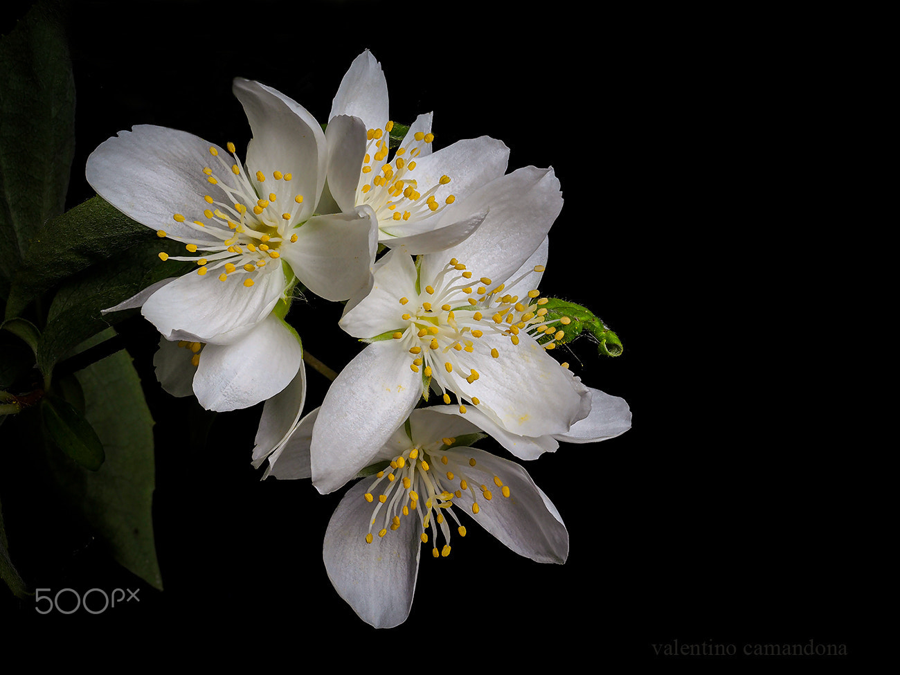 Olympus M.Zuiko Digital ED 60mm F2.8 Macro sample photo. White flowers ii photography