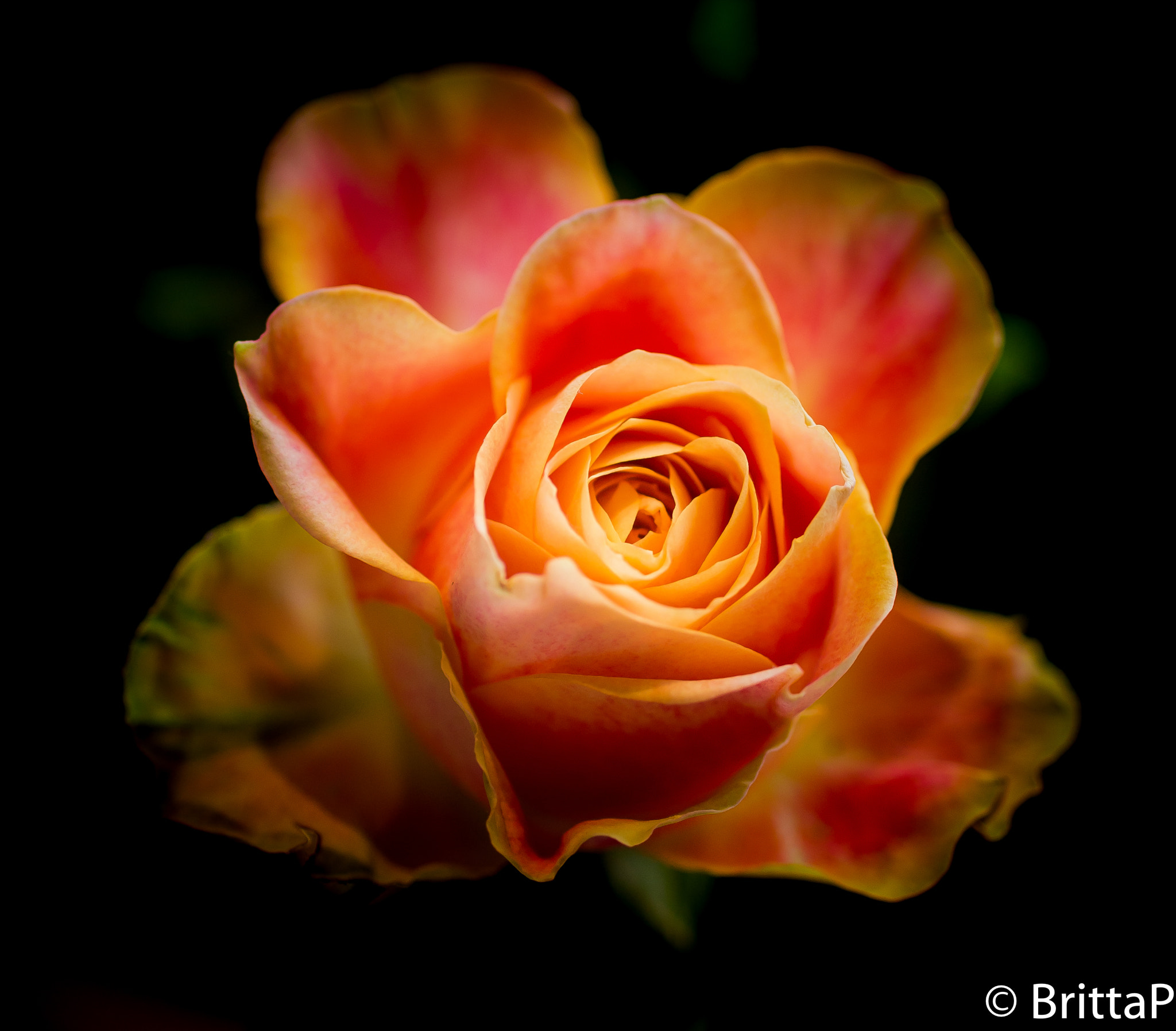 Nikon D610 + Sigma 50mm F2.8 EX DG Macro sample photo. The rose photography