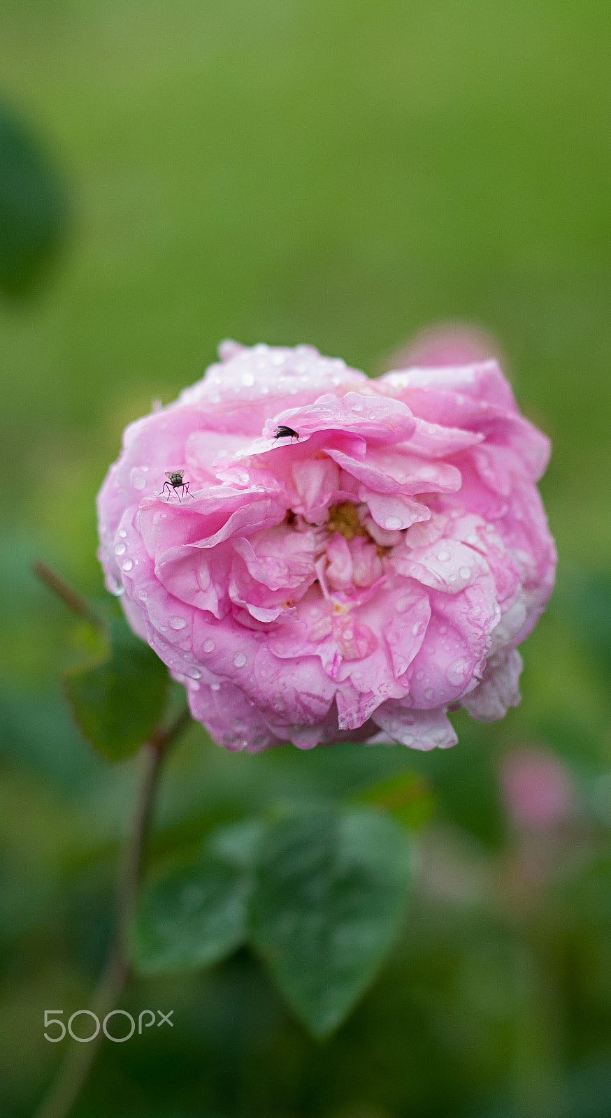 Nikon D5000 + Nikon AF Nikkor 50mm F1.8D sample photo. Tea rose photography