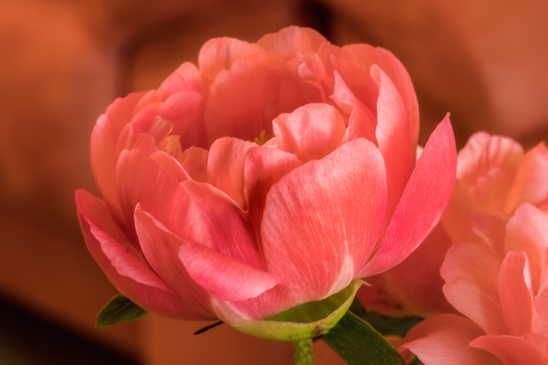 Sony a6300 + Sony DT 50mm F1.8 SAM sample photo. Peony photography