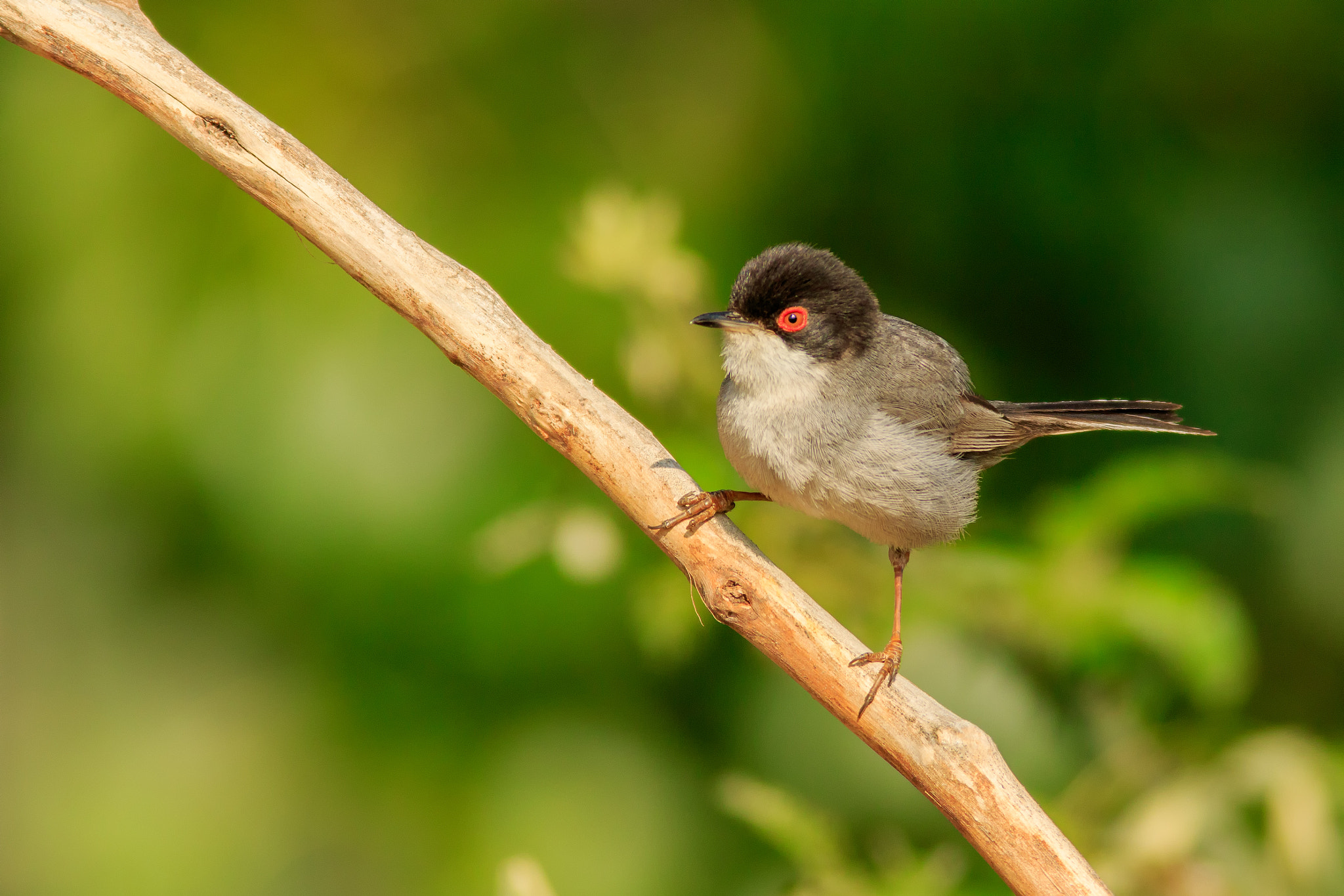 Canon EF 400mm F5.6L USM sample photo. Curruca cabecinegra photography