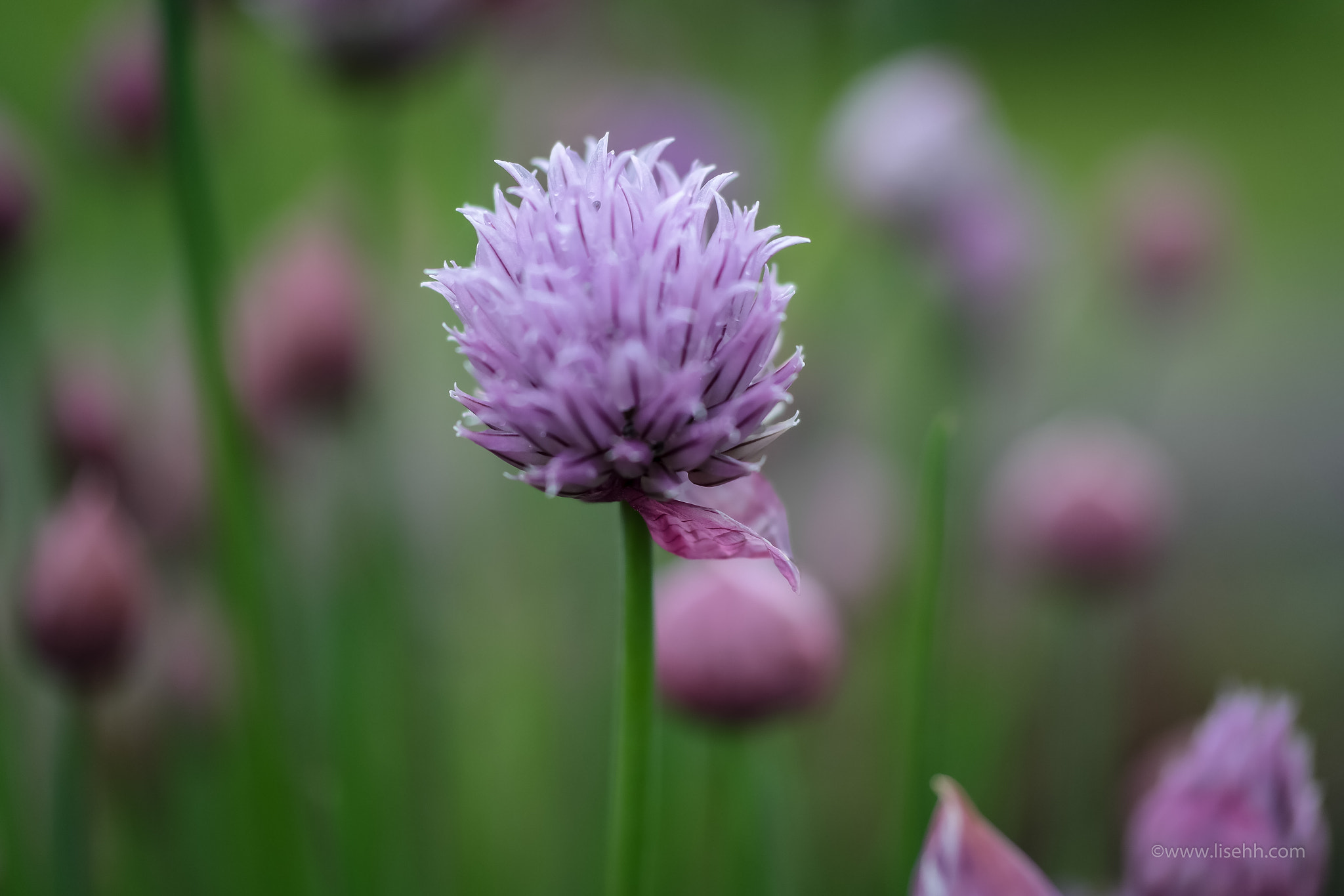 Samsung NX30 + NX 60mm F2.8 Macro sample photo. Chives photography