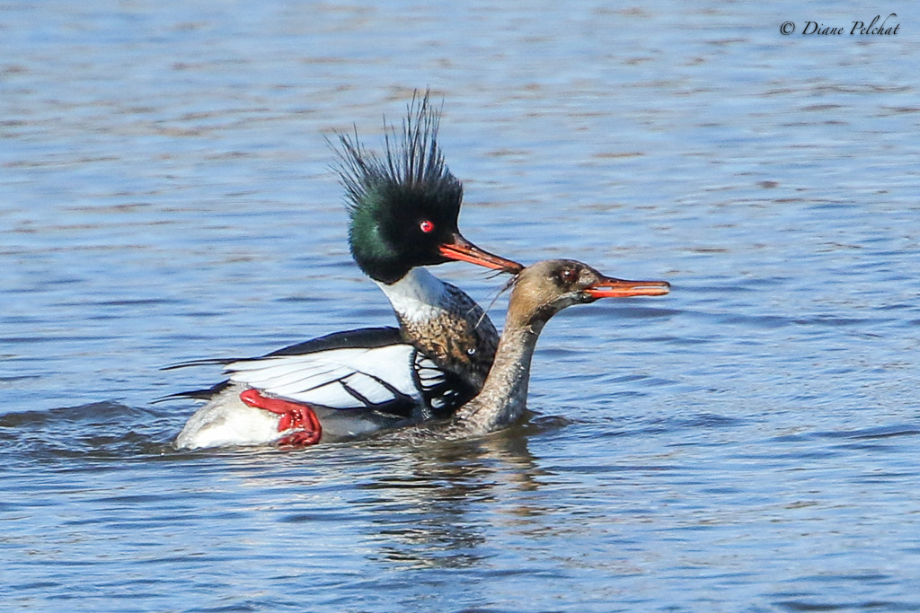 Canon EF 300mm F2.8L IS II USM sample photo. Accouplement de canards huppés photography