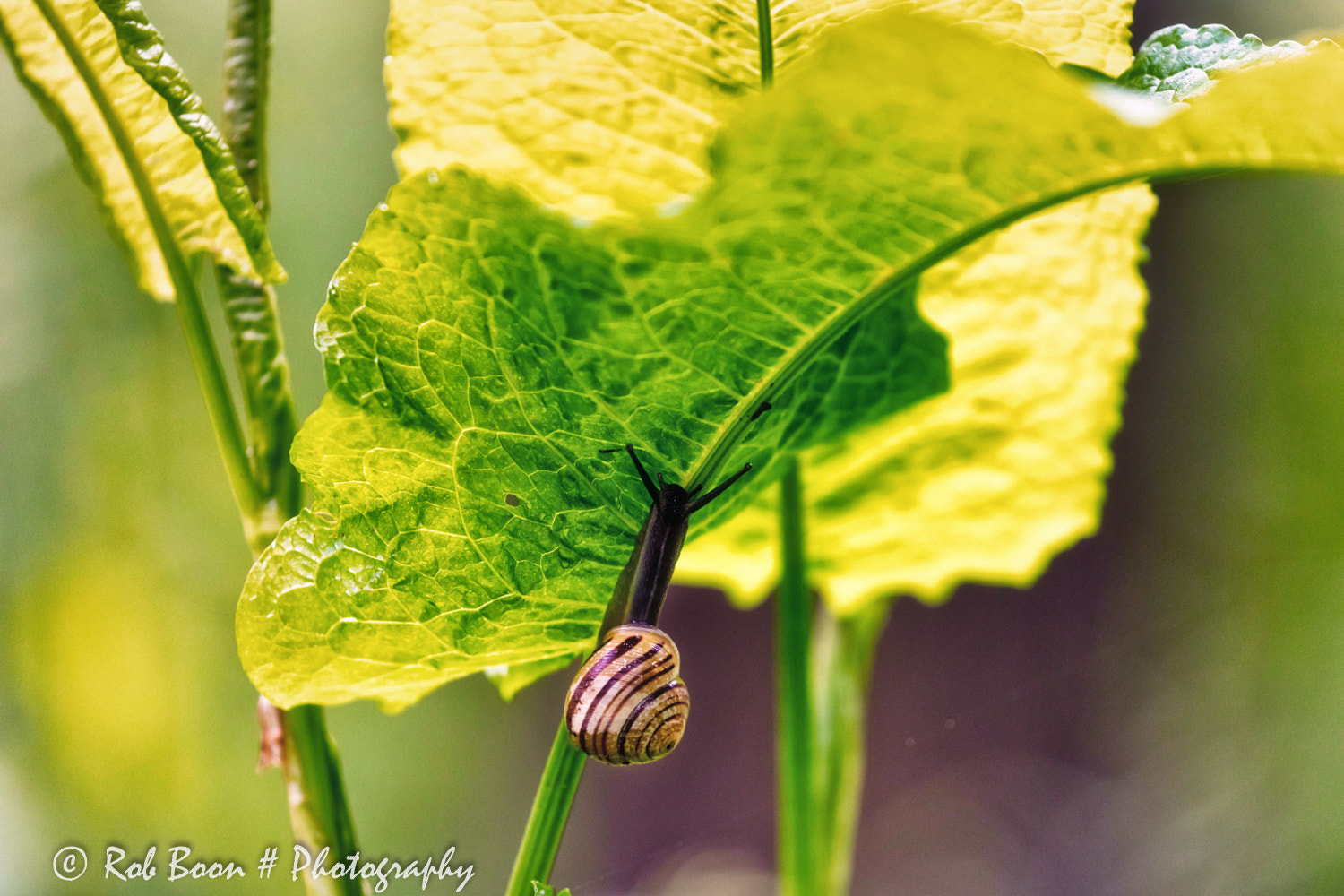 Canon EF 100-400mm F4.5-5.6L IS II USM sample photo. Snail photography
