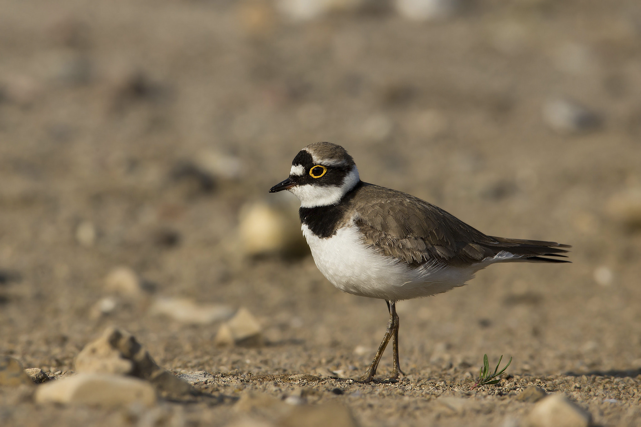 Canon EOS-1D X + Canon EF 600mm f/4L IS sample photo. Little ringed plover photography