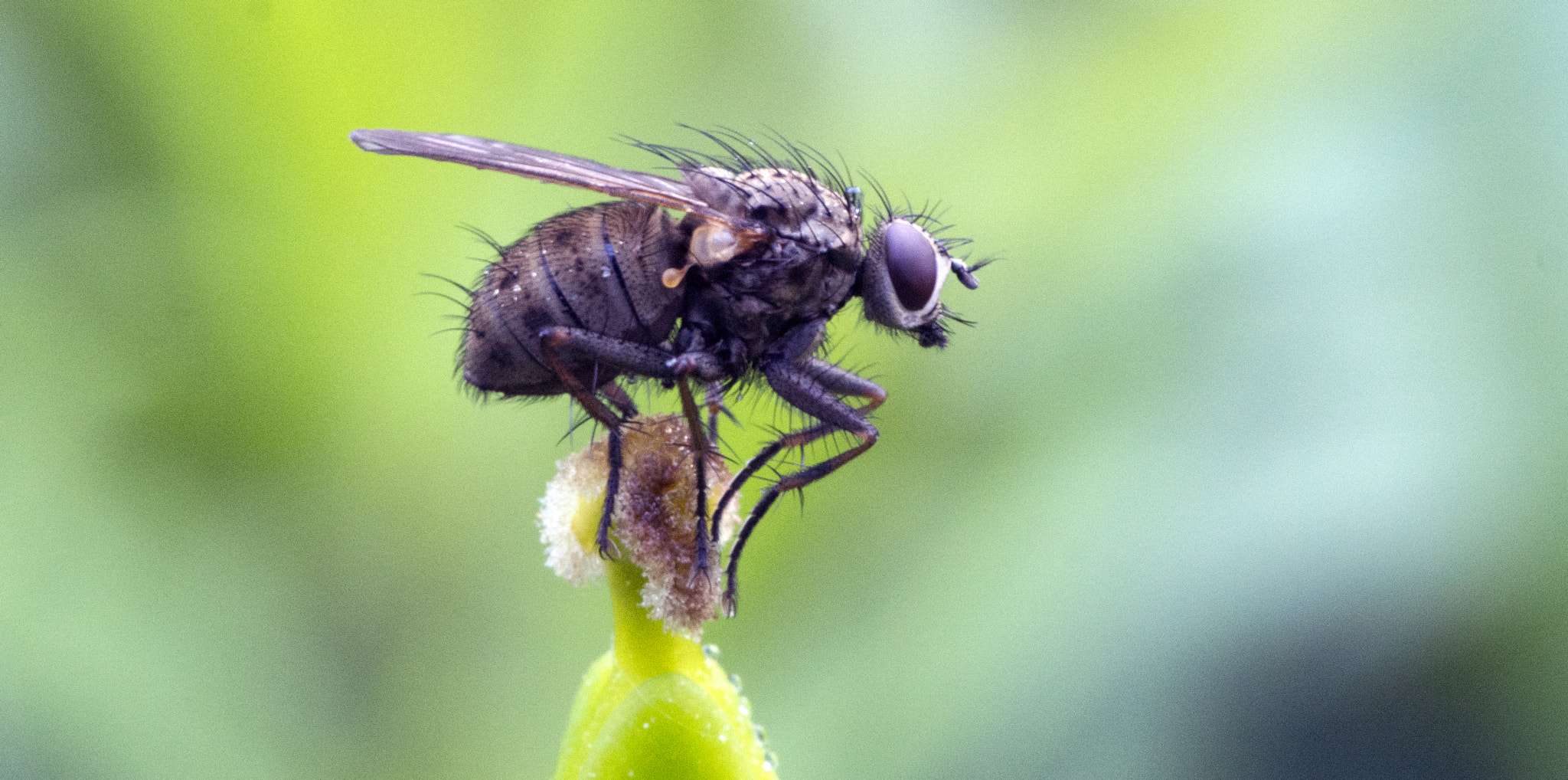 Olympus PEN E-PM2 sample photo. Fly photography