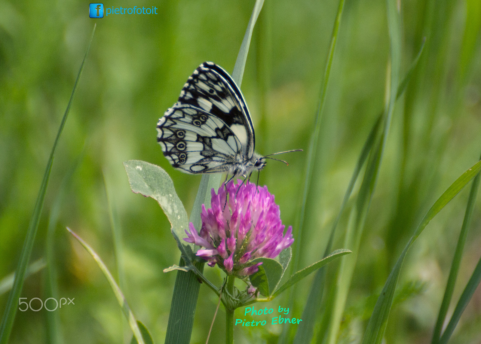 Tamron SP 35mm F1.8 Di VC USD sample photo. Melanargia galathea photography
